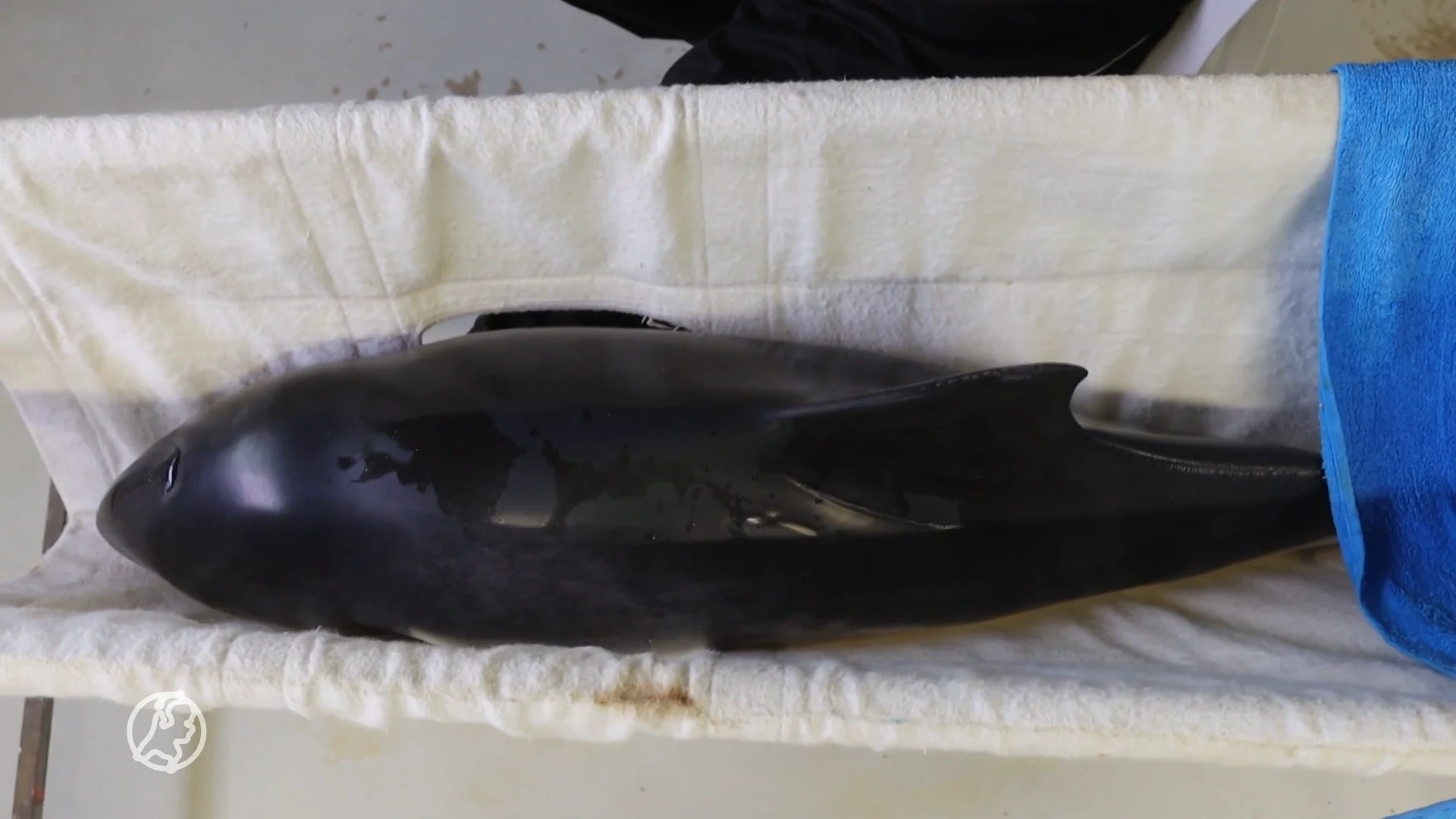 Meerdere levende bruinvissen aangespoeld: 'Deze hebben echt geluk gehad'