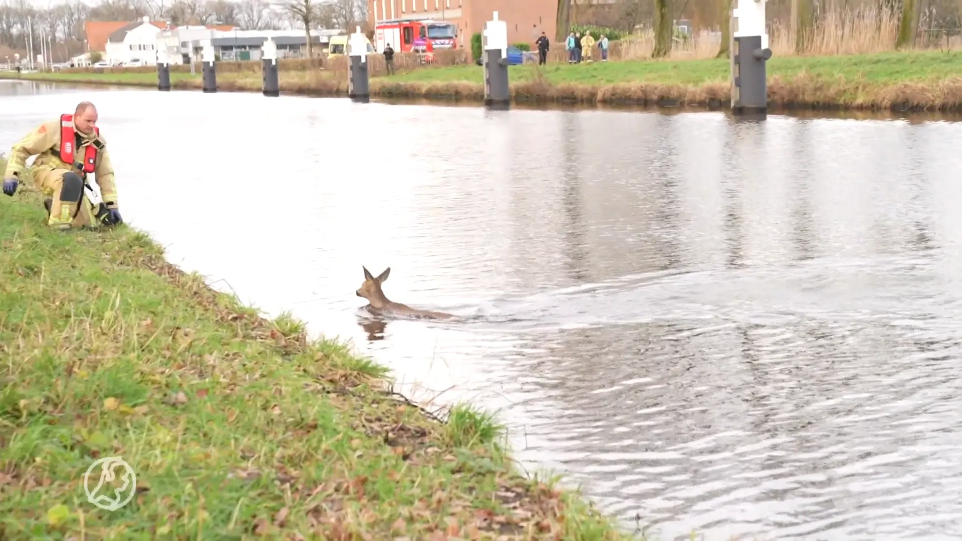 Ree in nood uit kanaal gered in Beek en Donk
