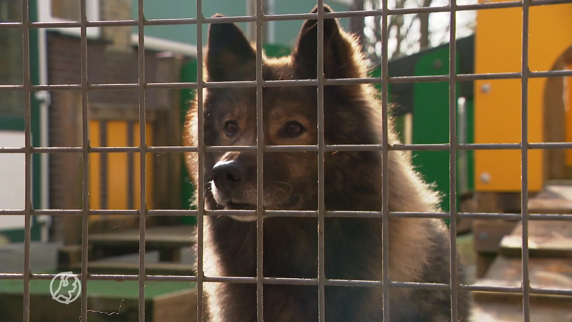 Bijzonder moment: baasje Björn ziet vermiste hond Loki na zes jaar weer terug