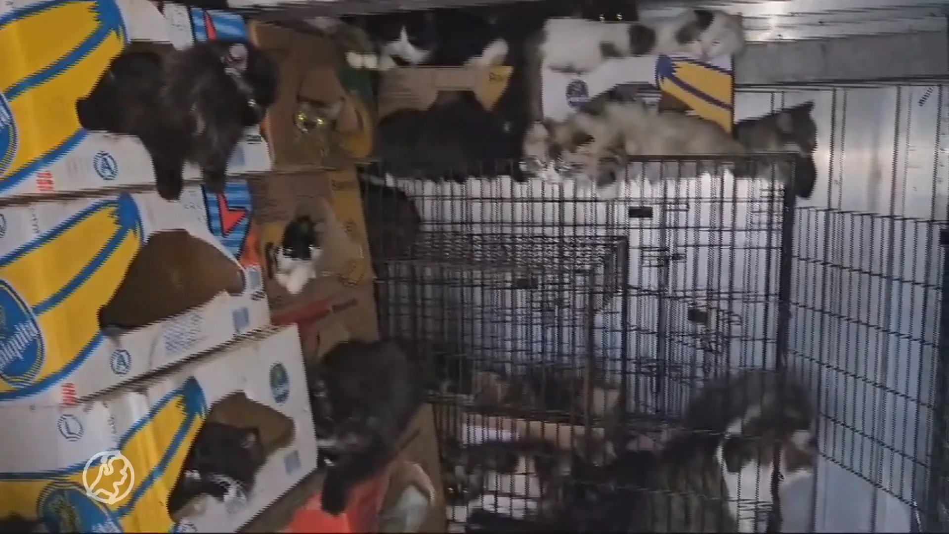 Verschrikkelijke beelden: 108 zieke en gestreste katten in kleine kar gevonden