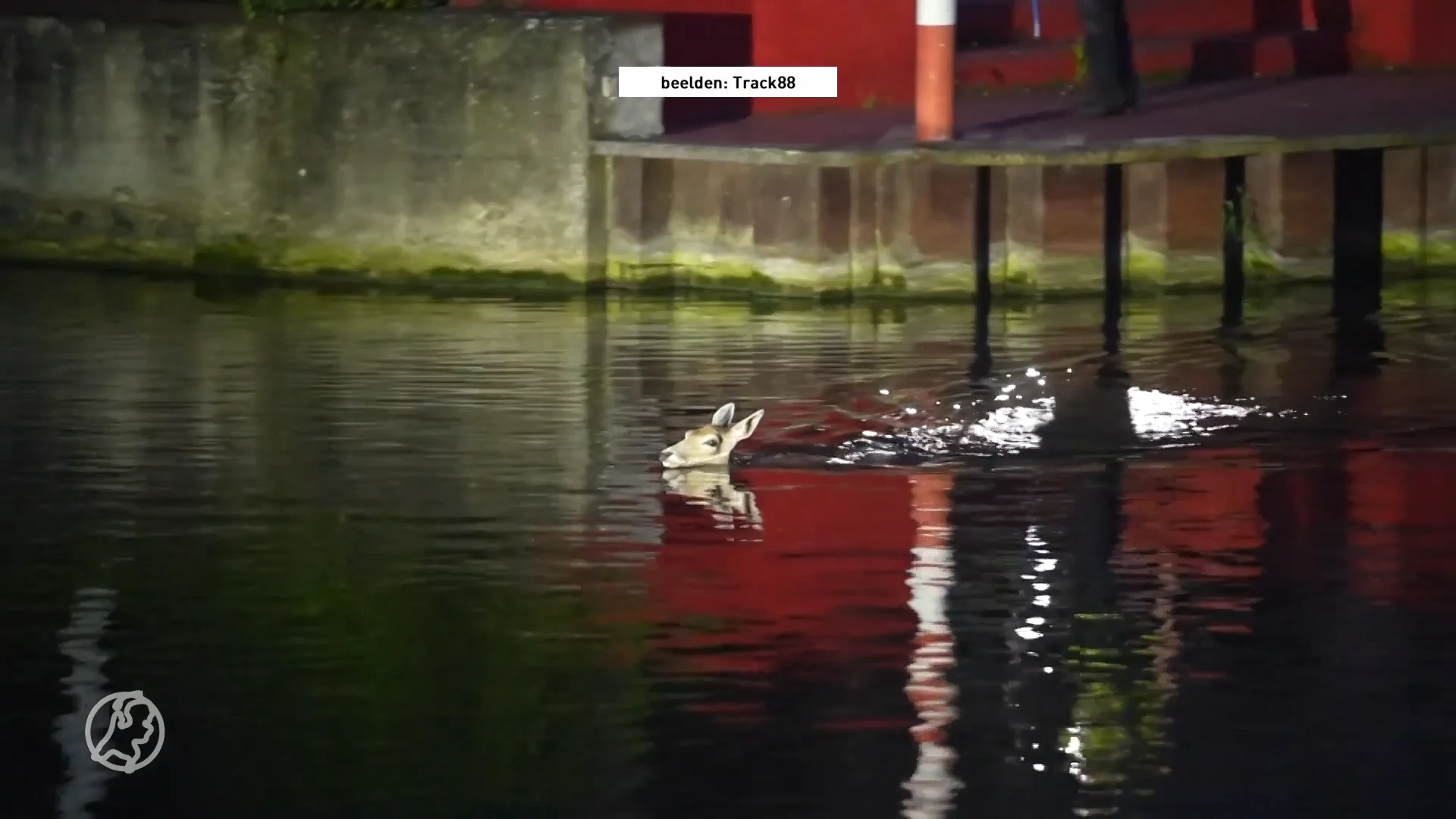 Ontsnapte damherten maken uitstapje naar uitgaansplein Weert en duiken kanaal in