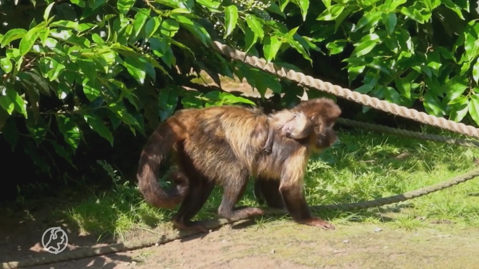 Geelborstkapucijnaapje geboren in Dierenpark Amersfoort