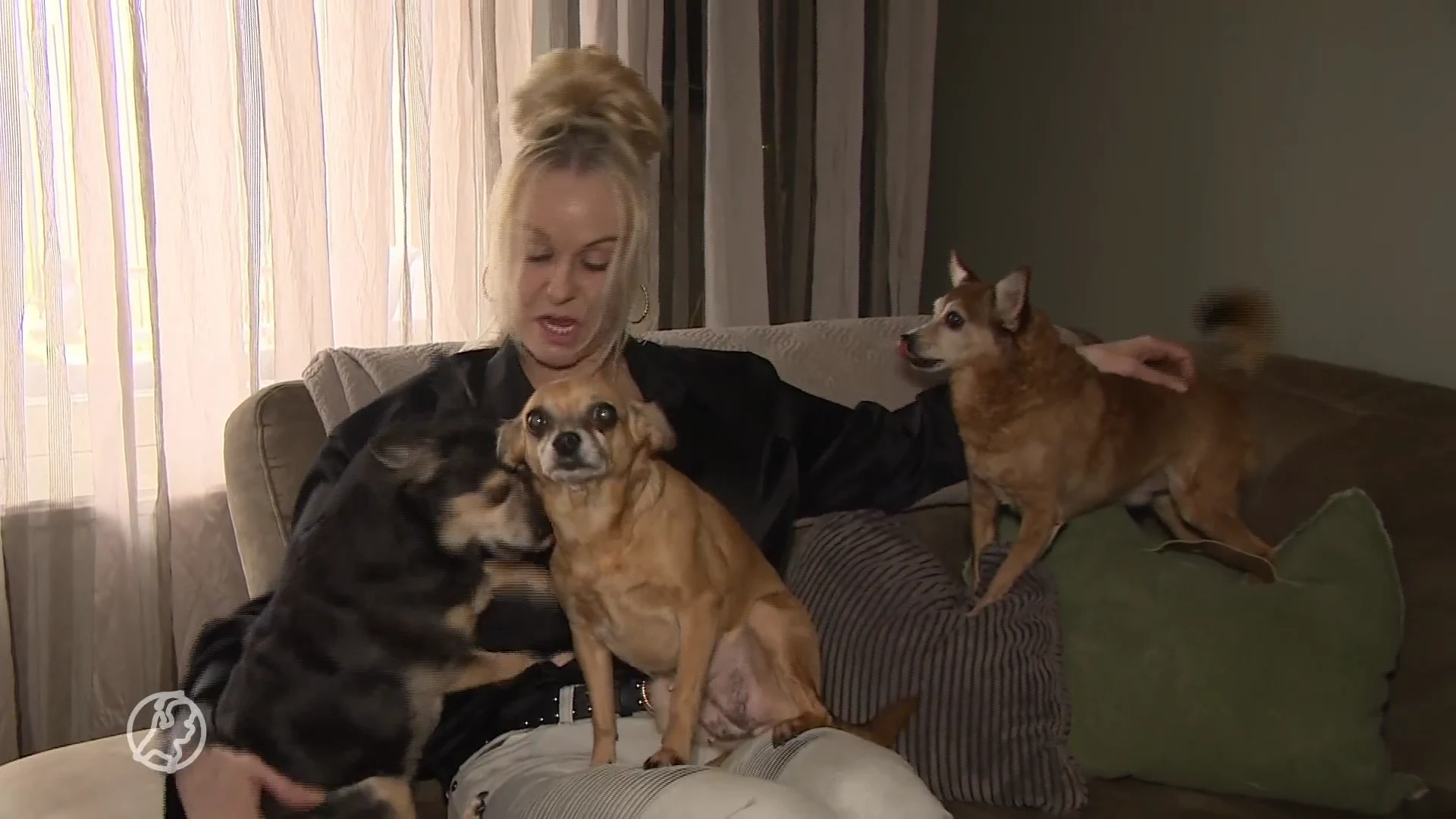 'Honderden dierenartsen overwegen te stoppen vanwege discussie over stijgende kosten'