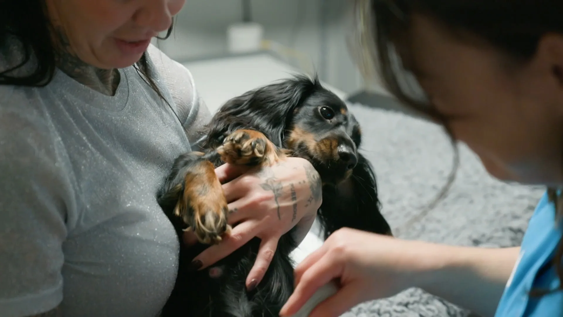 De hond van Peter Gillis krijgt een Echo: 'Ze is zwanger'