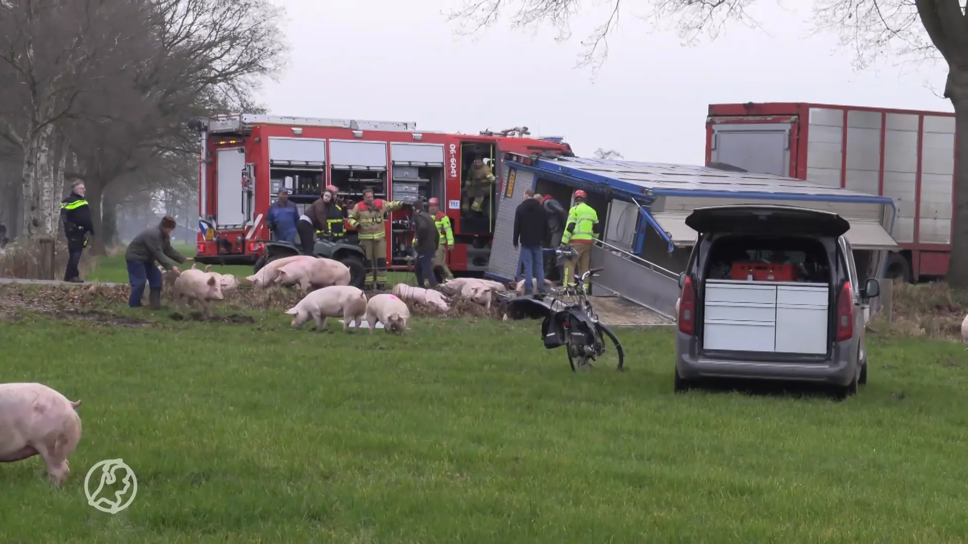 Varkens omgekomen na kantelen vrachtwagen