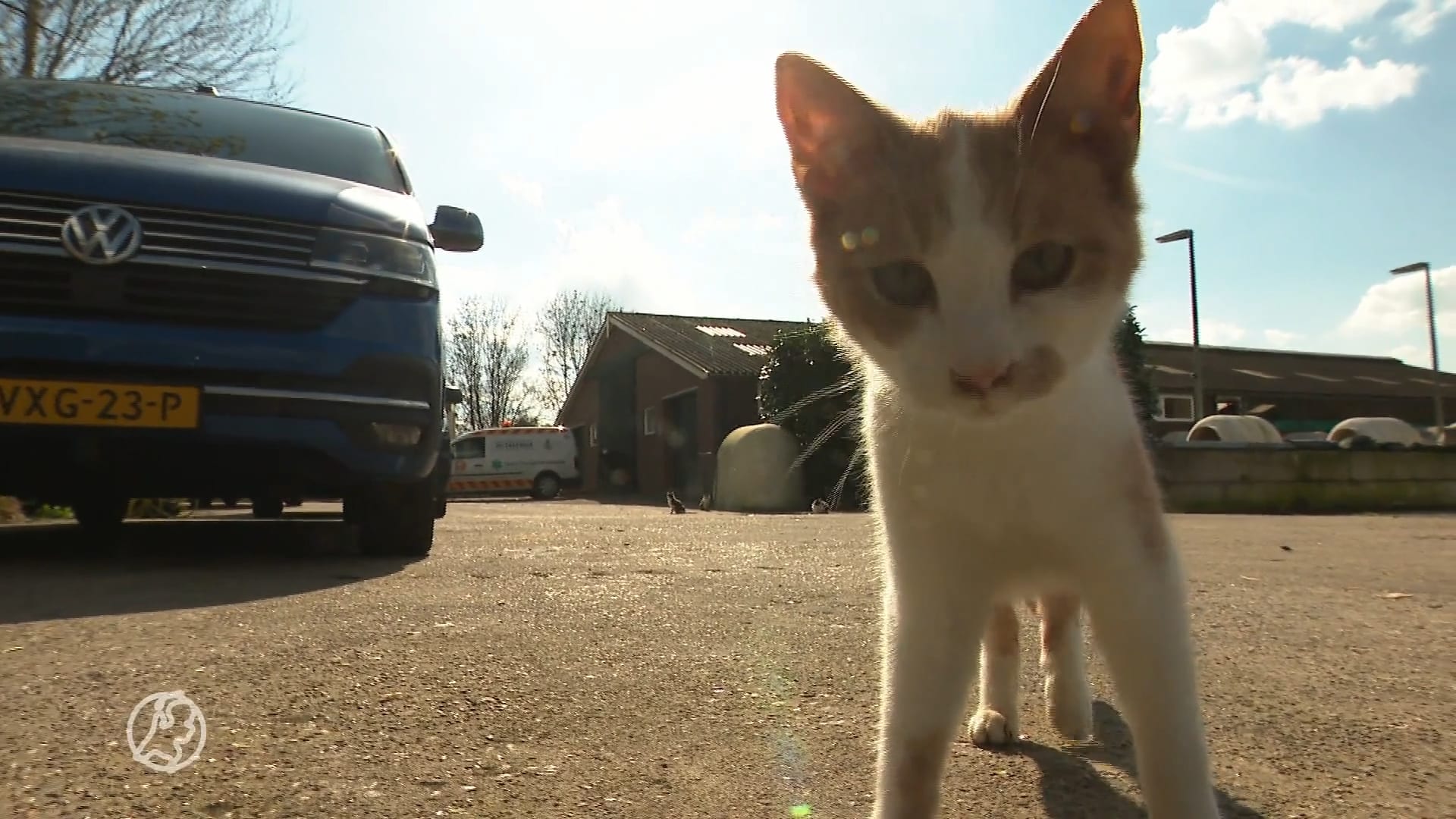 Dierenclubs eisen stoppen doodschieten zwerfkatten in Friesland