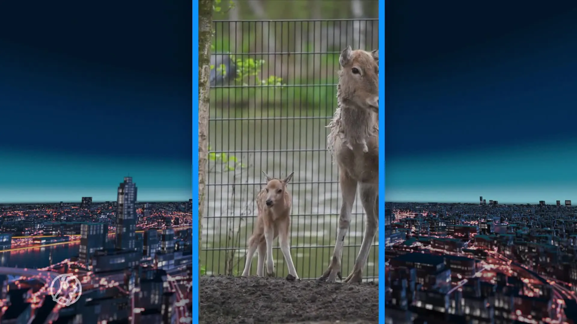 'Uiterst zeldzaam': in het wild uitgestorven hertje geboren in AquaZoo