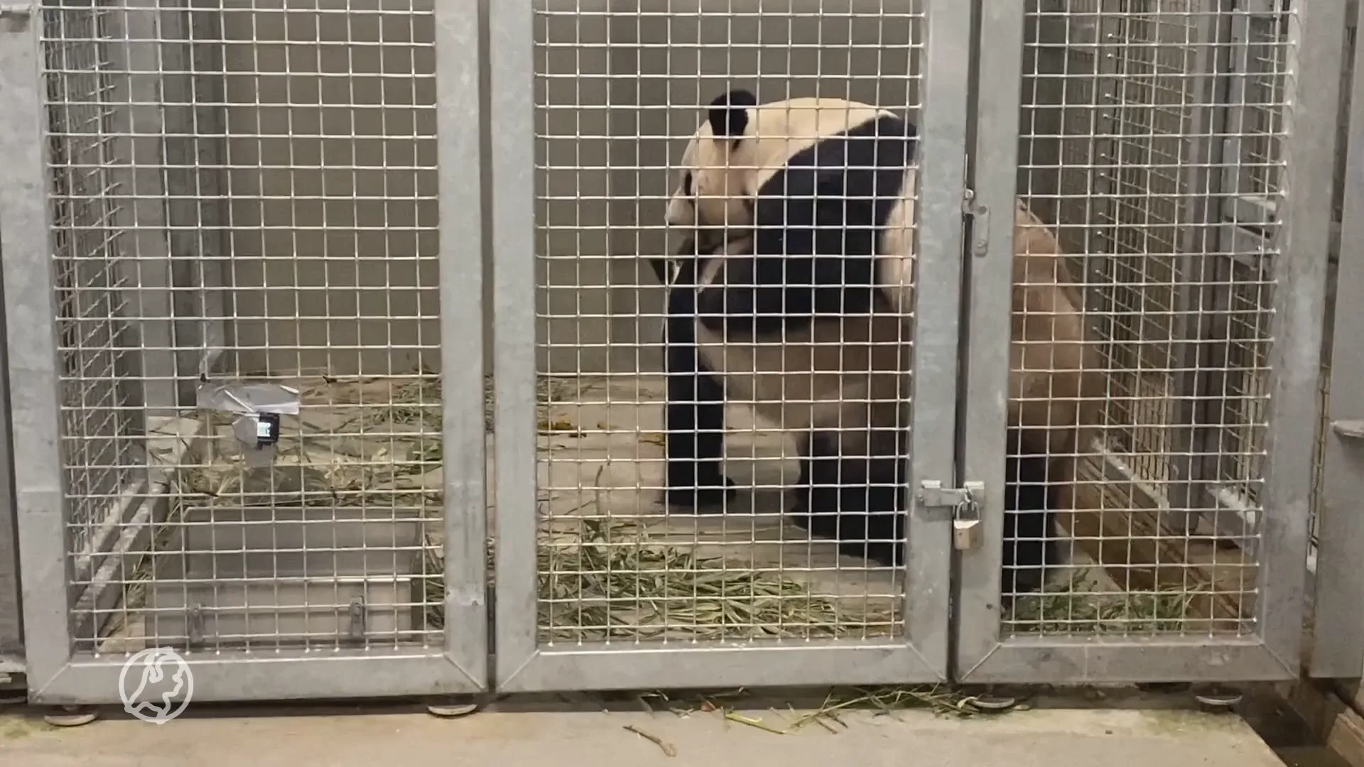 Reuzenpanda's in dierenpark Rhenen hebben weer gepaard