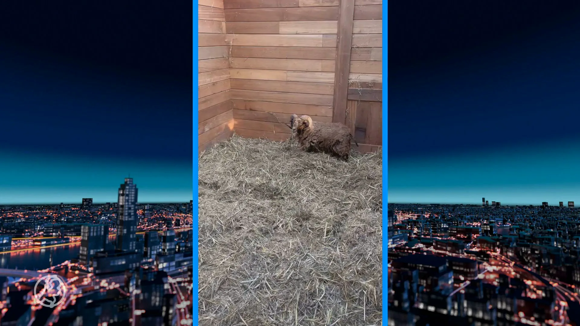 Dierennoodhulp: klein schaapje gedumpt bij Oostvaardersplassen