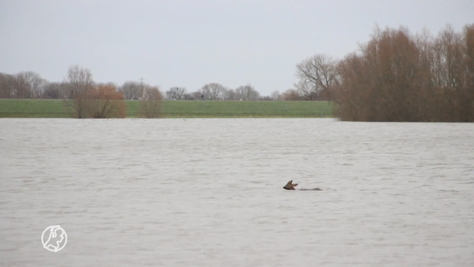 Ree en haas redden zich uit hoogwater
