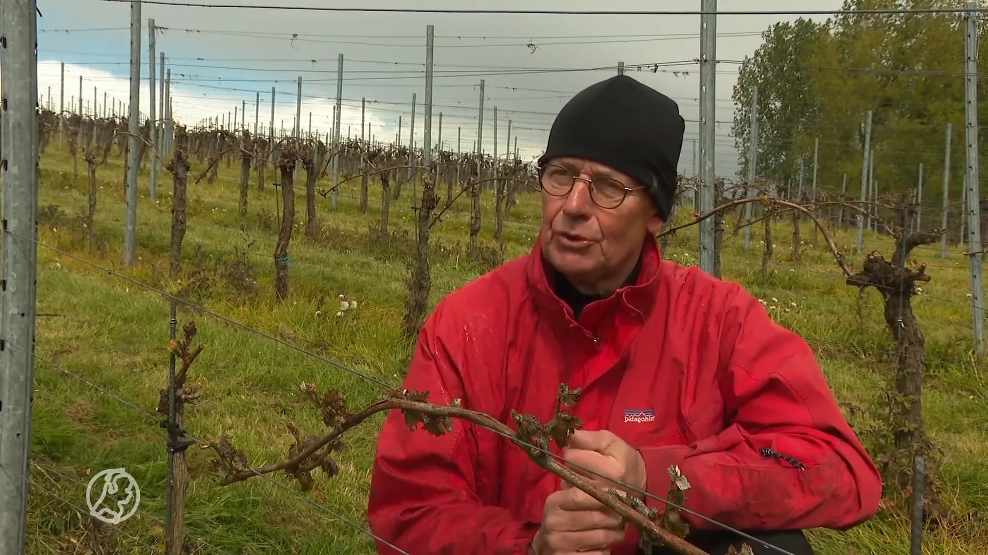 Ramp voor de Limburgse wijn: 'bizarre' nachtvorst funest voor oogst