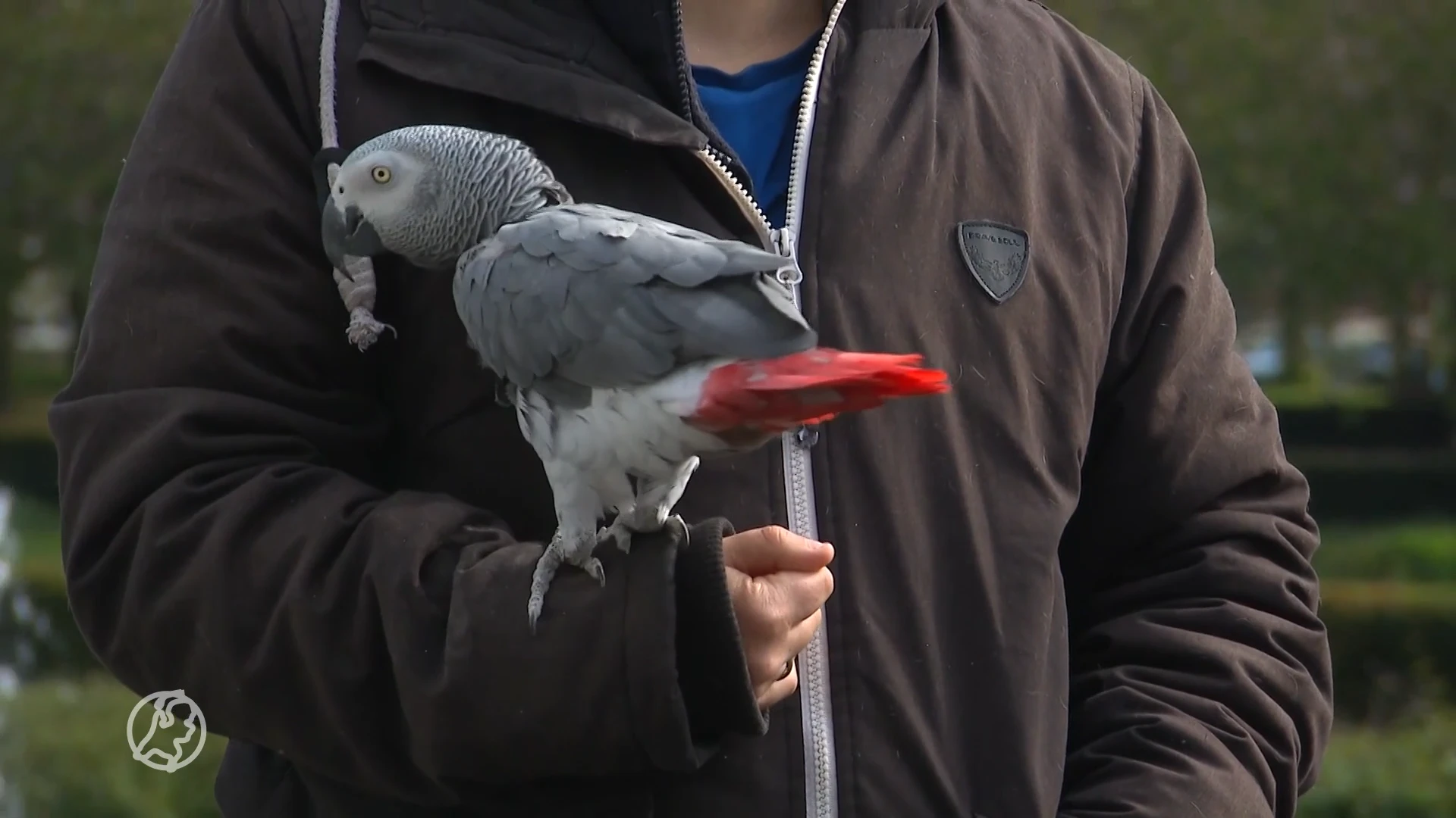 Dorith kreeg papegaaien niet meer terug van opvang: 'Ik zie ze nooit meer terug'