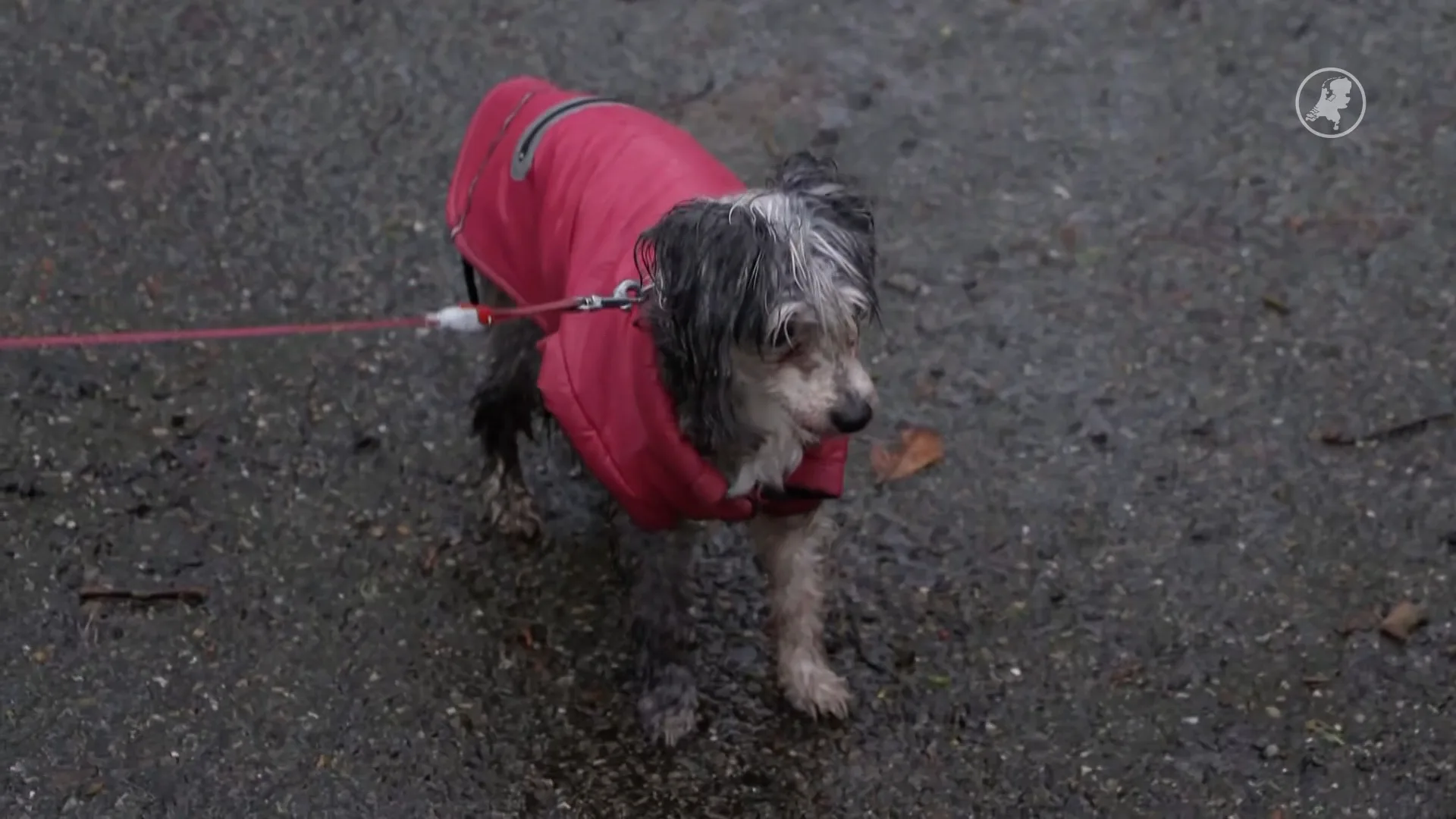 Hondenpoep zorgt voor te veel stikstof: bos bij Breda deels dicht voor honden