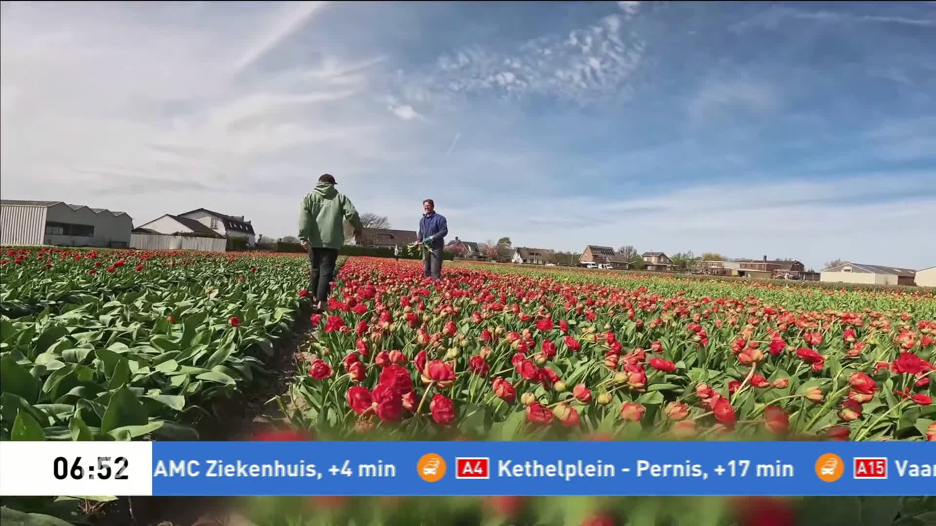 Prachtige plaatjes: kitesurfer Stig zweeft boven de Hollandse tulpenvelden
