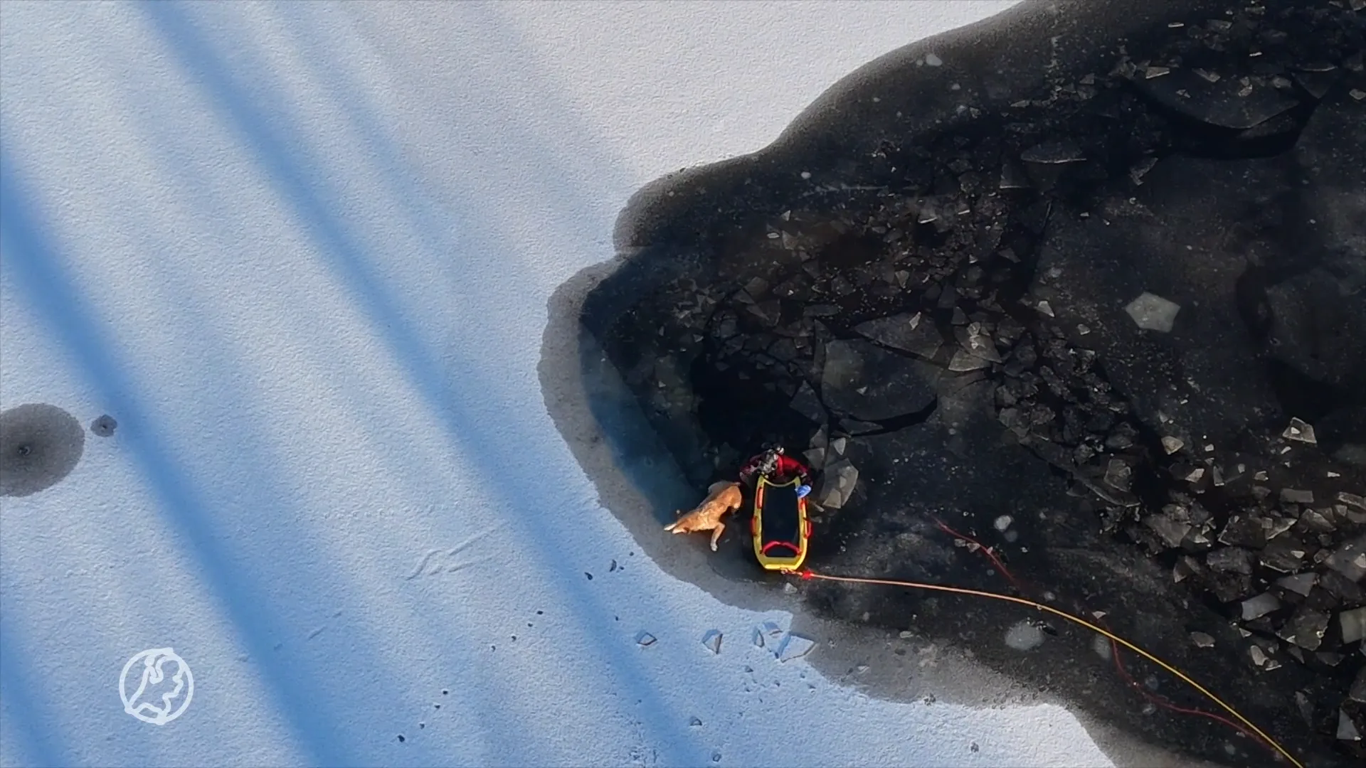Brandweerduikers redden twee honden uit wak