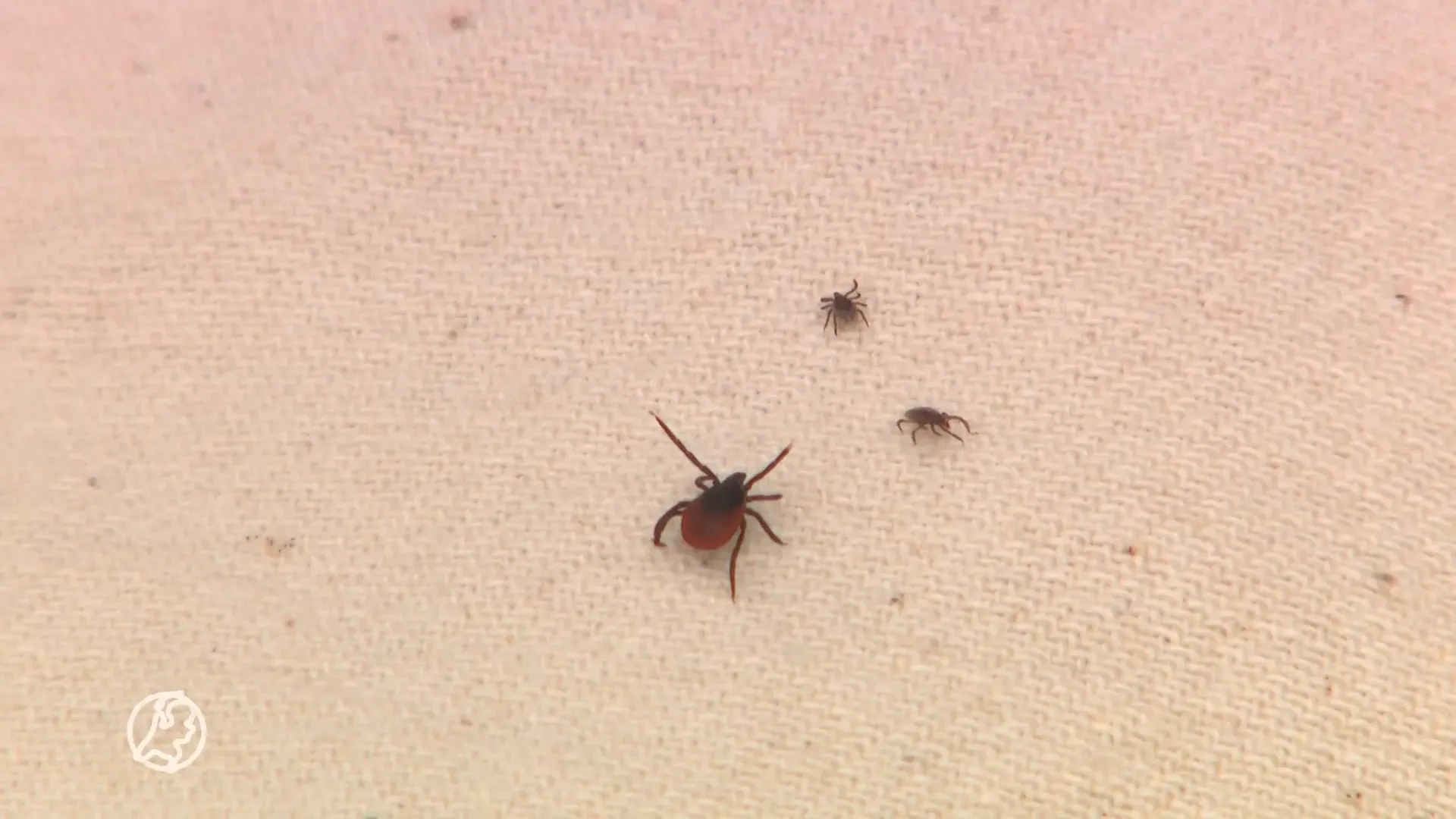 Let altijd op als je in de natuur bent: de feiten over teken