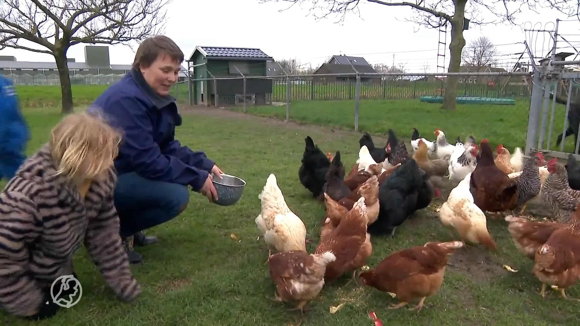 Hobbykiphouders hekelen waarschuwing om eieren niet te eten: 'Maak me geen zorgen'