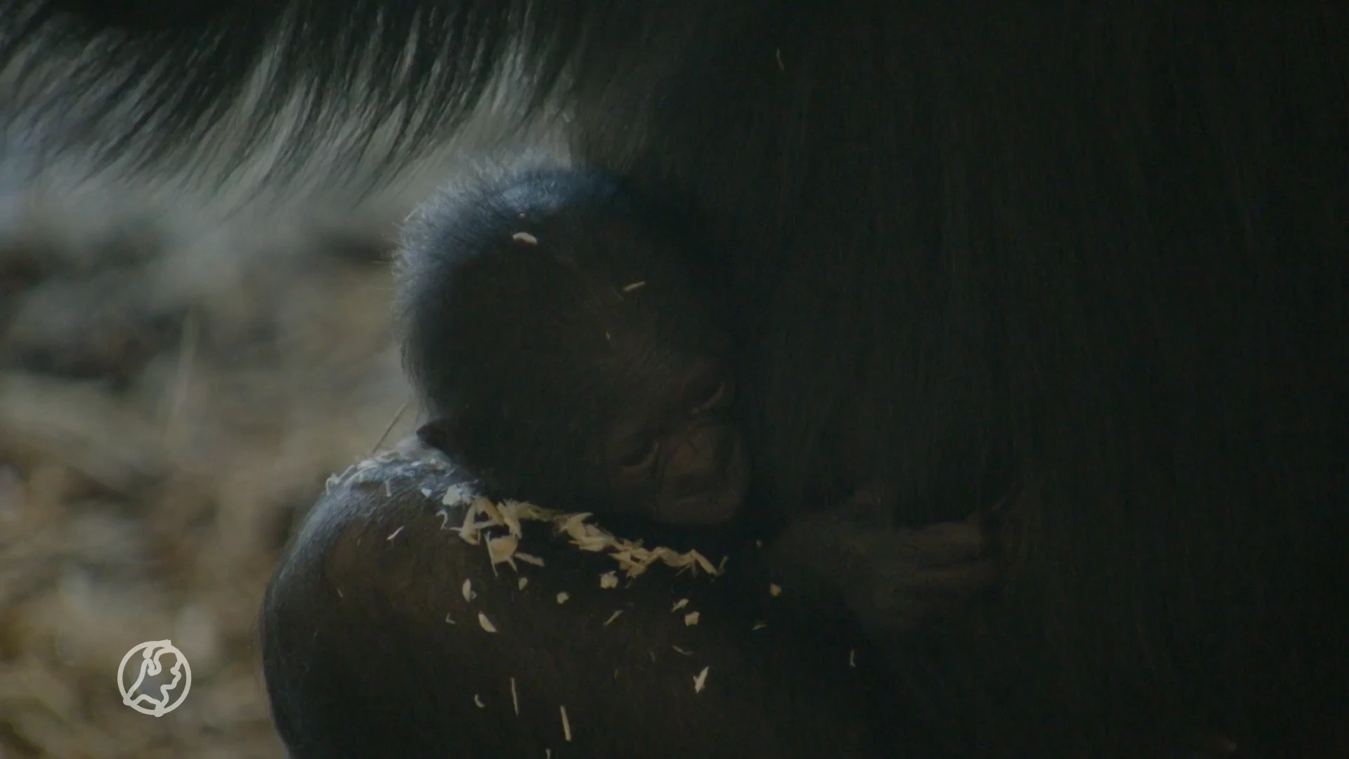 Zien: Apenheul verwelkomt een schattige bonobo