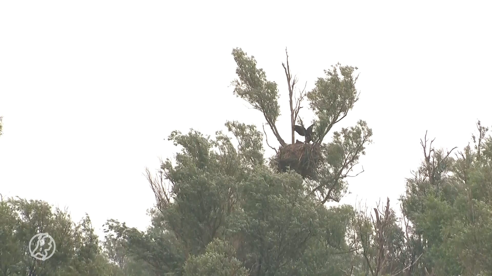 Fries mysterie: boa Tjitte Zuur over vermiste zeearendjong