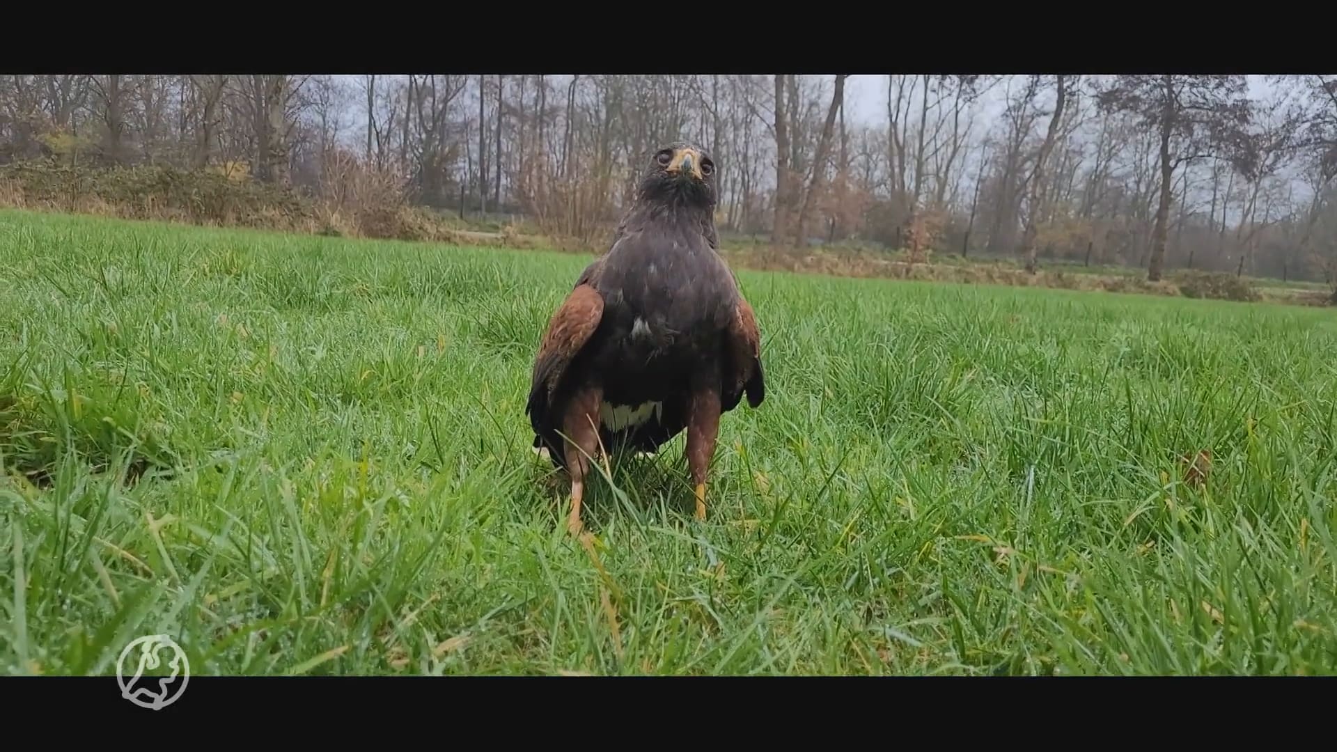 Bijzondere buizerd vermist: 'Hij vliegt graag boven mensen'