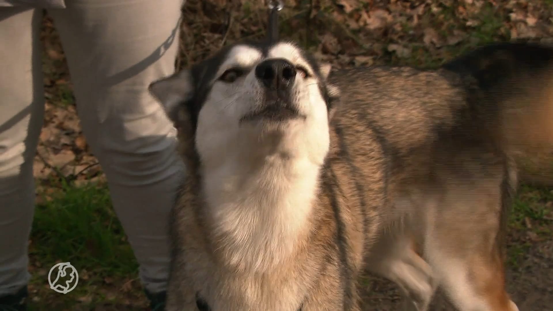 'Houd je hond aan de lijn, de natuur zal je dankbaar zijn', aldus Staatsbosbeheer