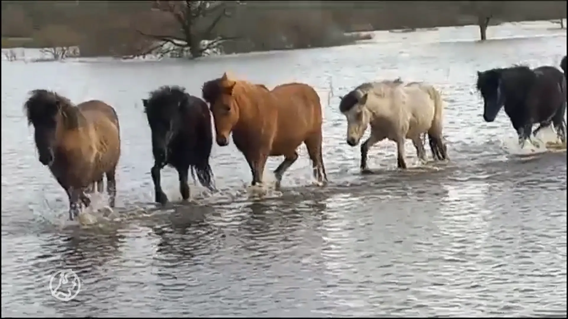 Paarden gered van hoogwater