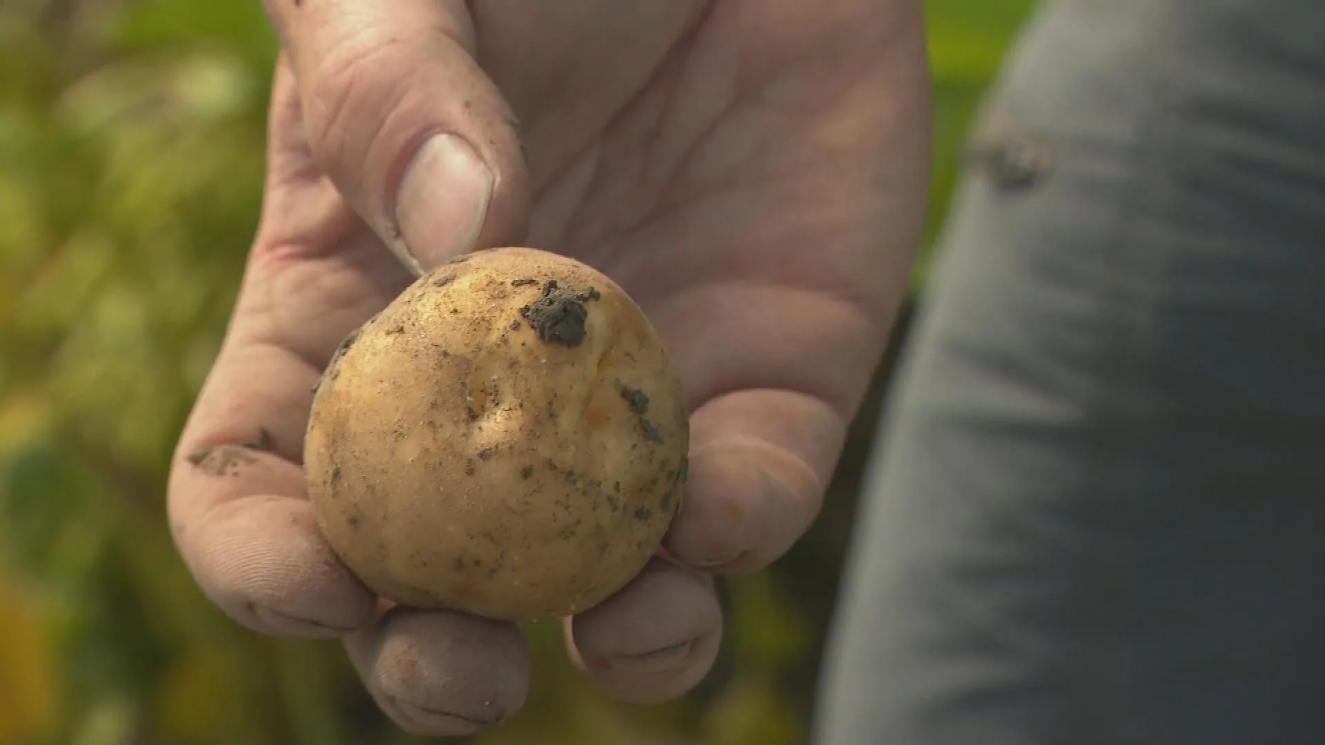 Het aardappeloogstseizoen is begonnen: "Dit moet Nederland meer eten"