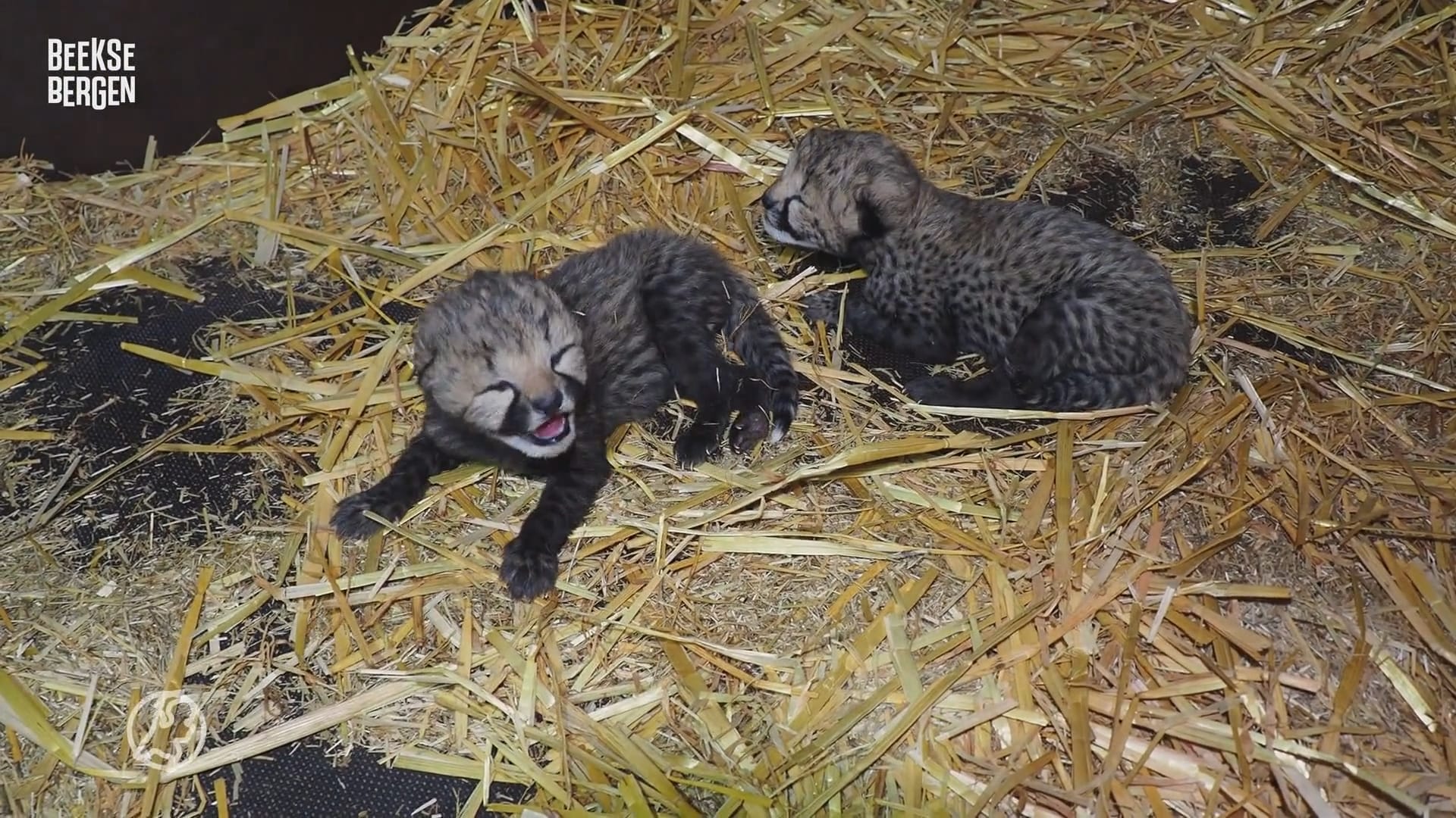 Twee cheetawelpjes geboren in Safaripark Beekse Bergen