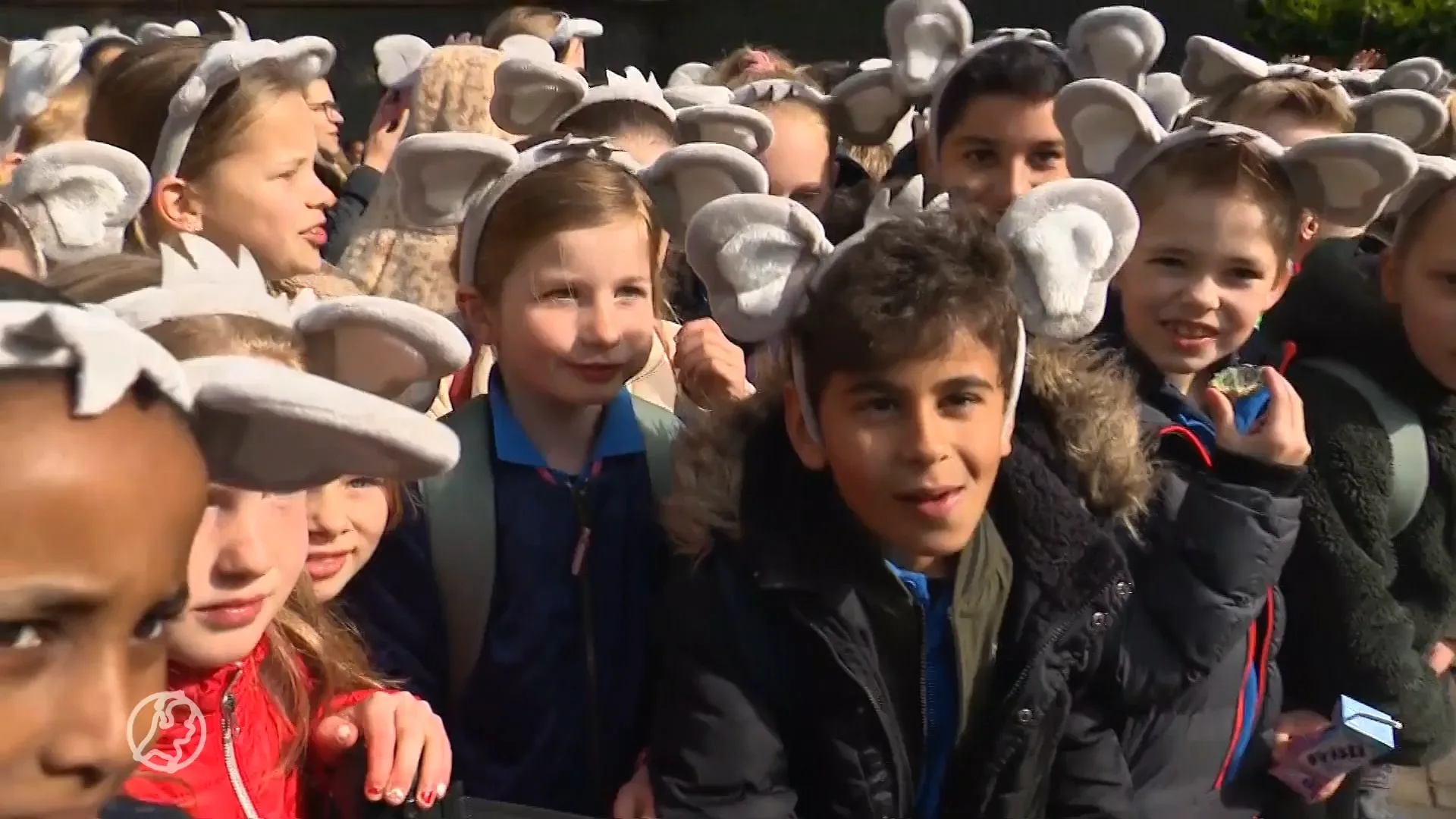 Primeur! Eerste koala's in Nederlandse dierentuin: 'Superschattig'