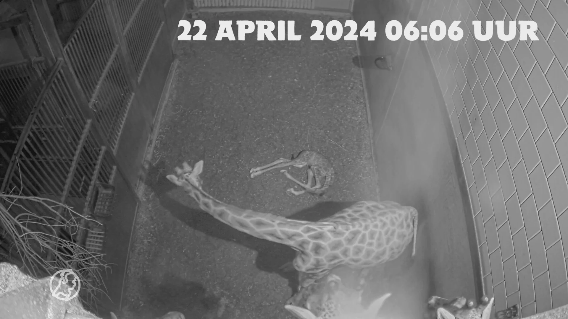 ZIEN: Schattig girafje geboren in Wildlands Emmen