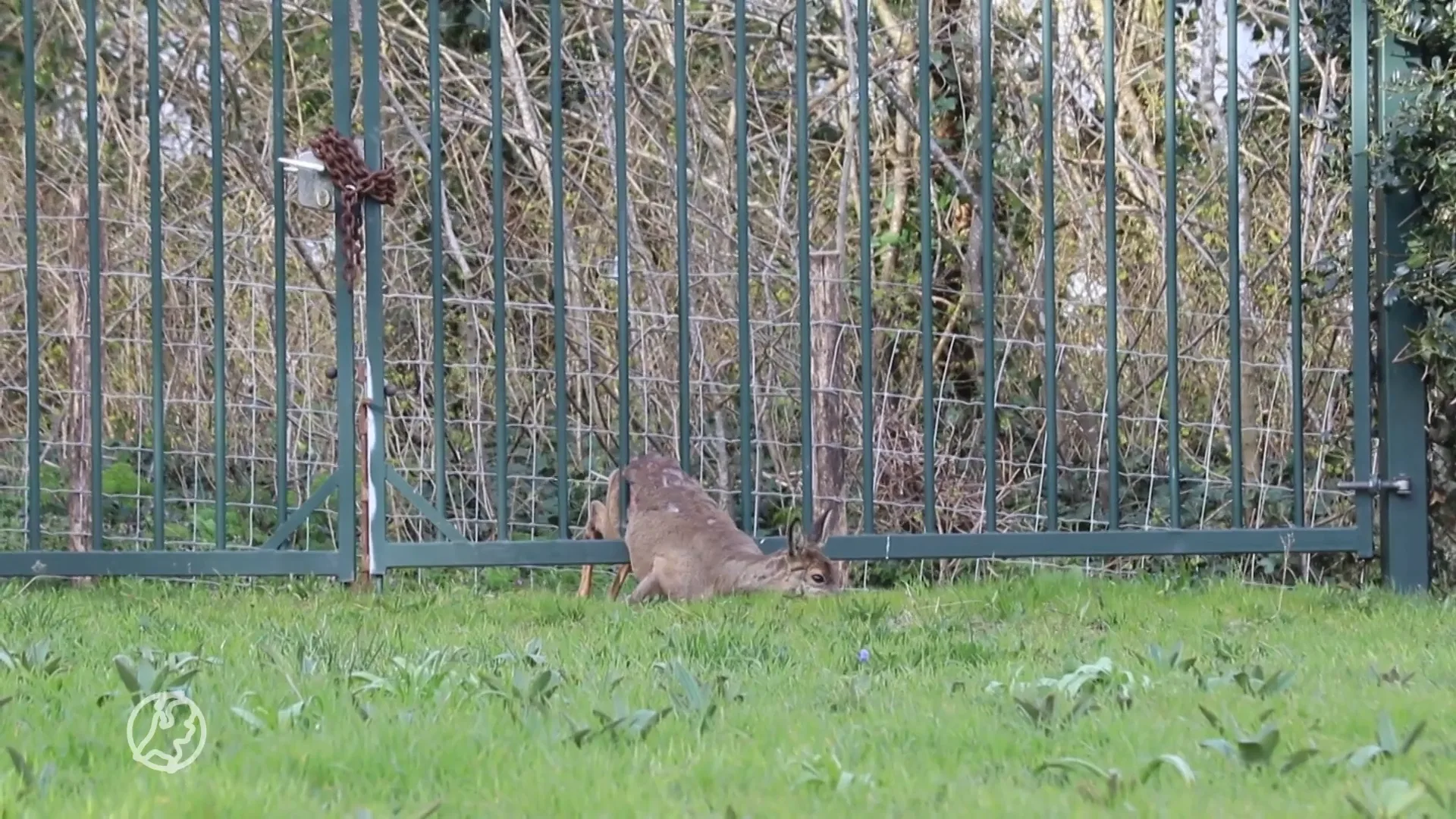 Hertje komt vast te zitten in hek in Noordwijk, brandweer schiet te hulp