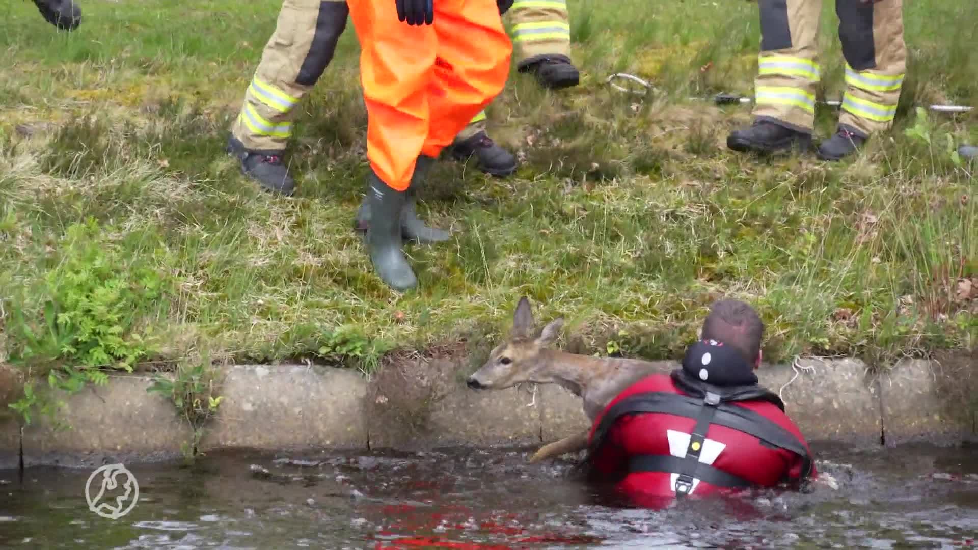 Brandweer duikt in water om ree te redden in kanaal Assen