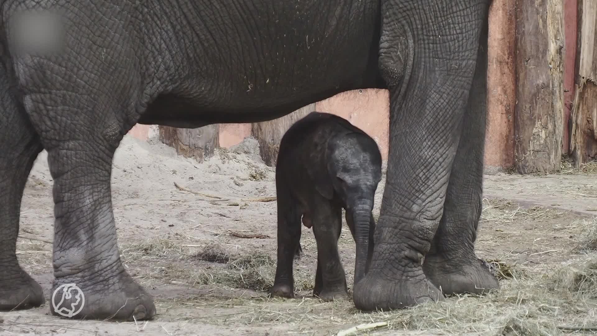 Verrassing in Beekse Bergen: Afrikaans olifantje maand te vroeg geboren