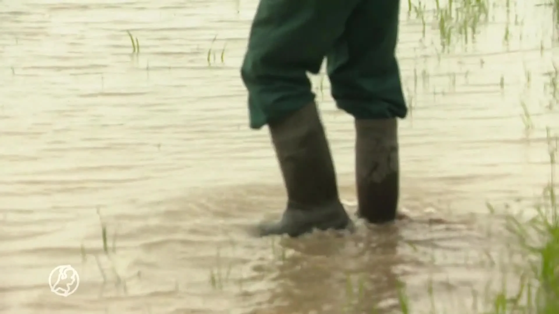 Boeren balen van enorme wateroverlast
