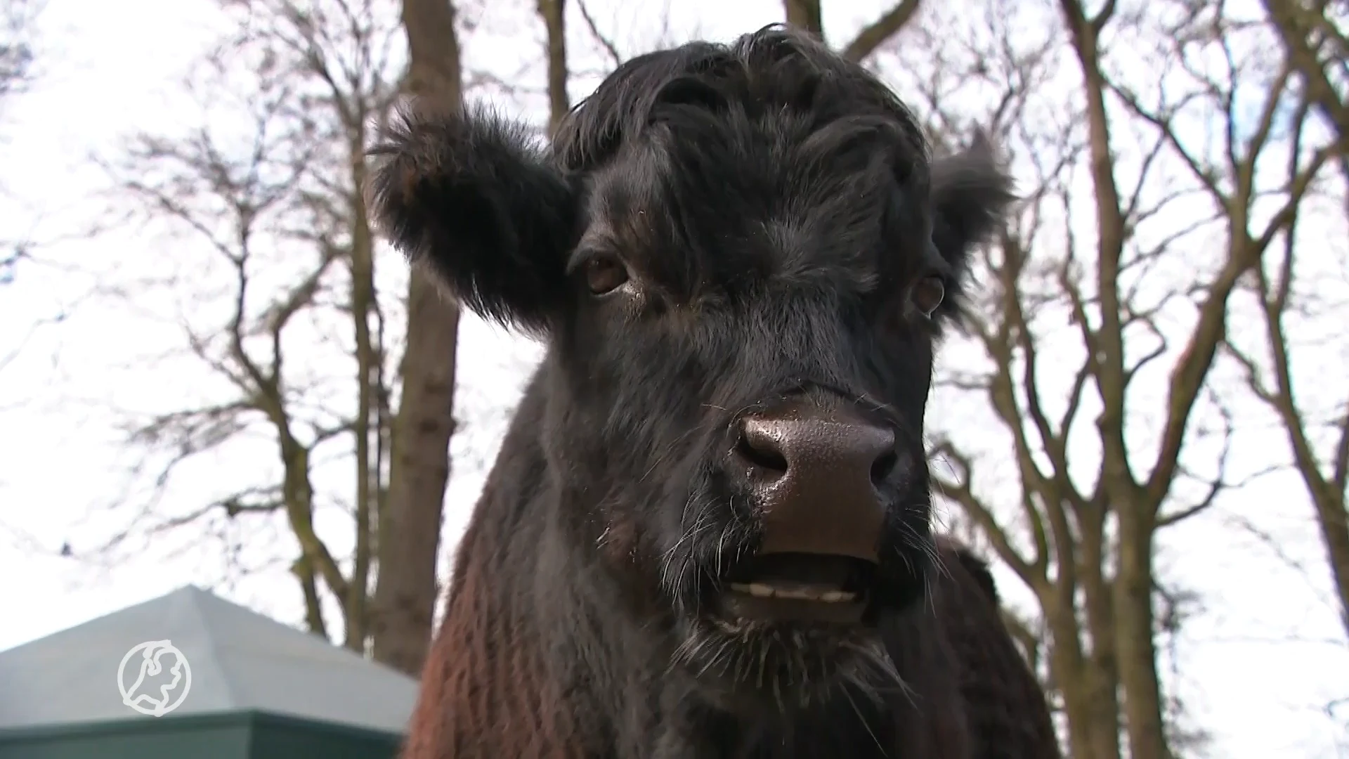 Kinderboerderij in shock: man verkracht koe Laura maandenlang, wordt betrapt door eigenaar