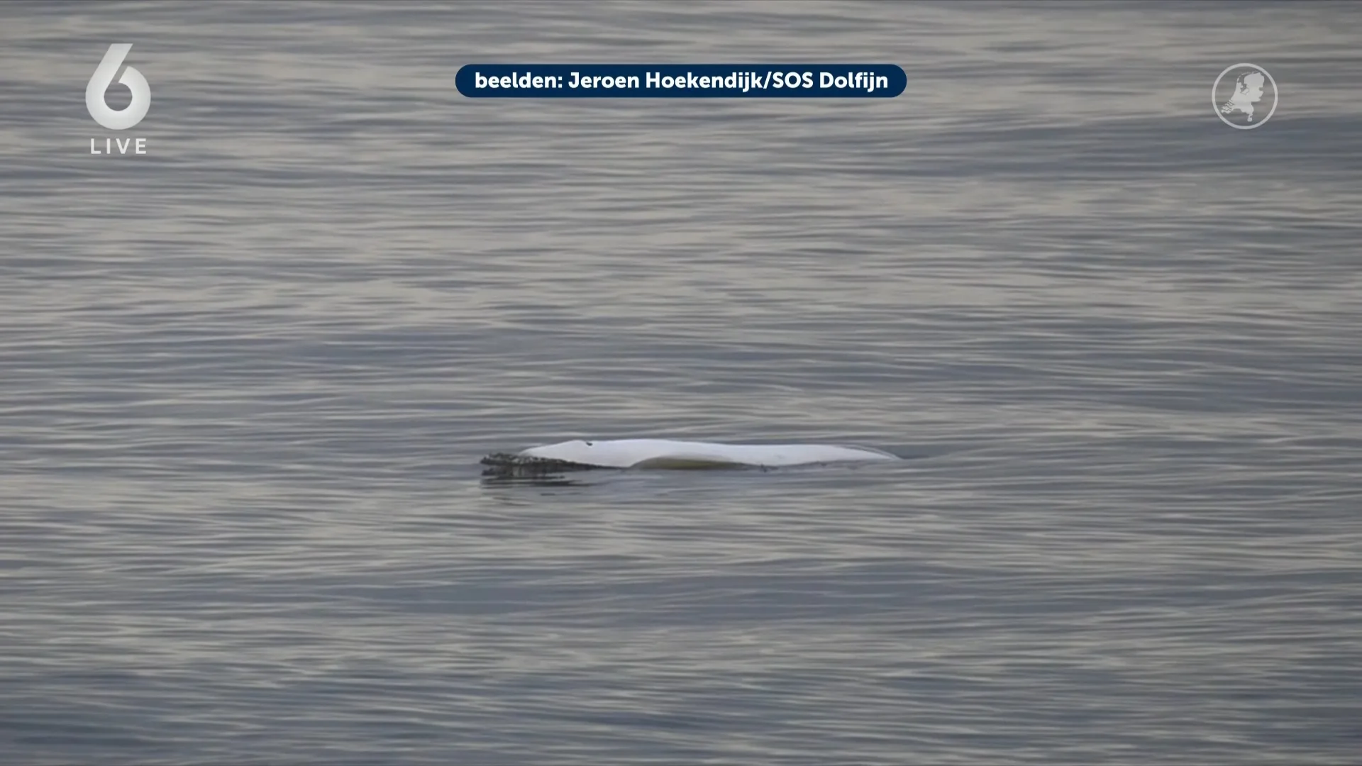 Opnieuw Beloega gezien, tientallen spotters naar Julianadorp