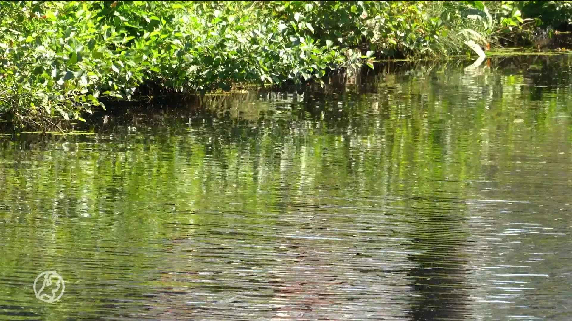 Brandweer vangt ree uit water