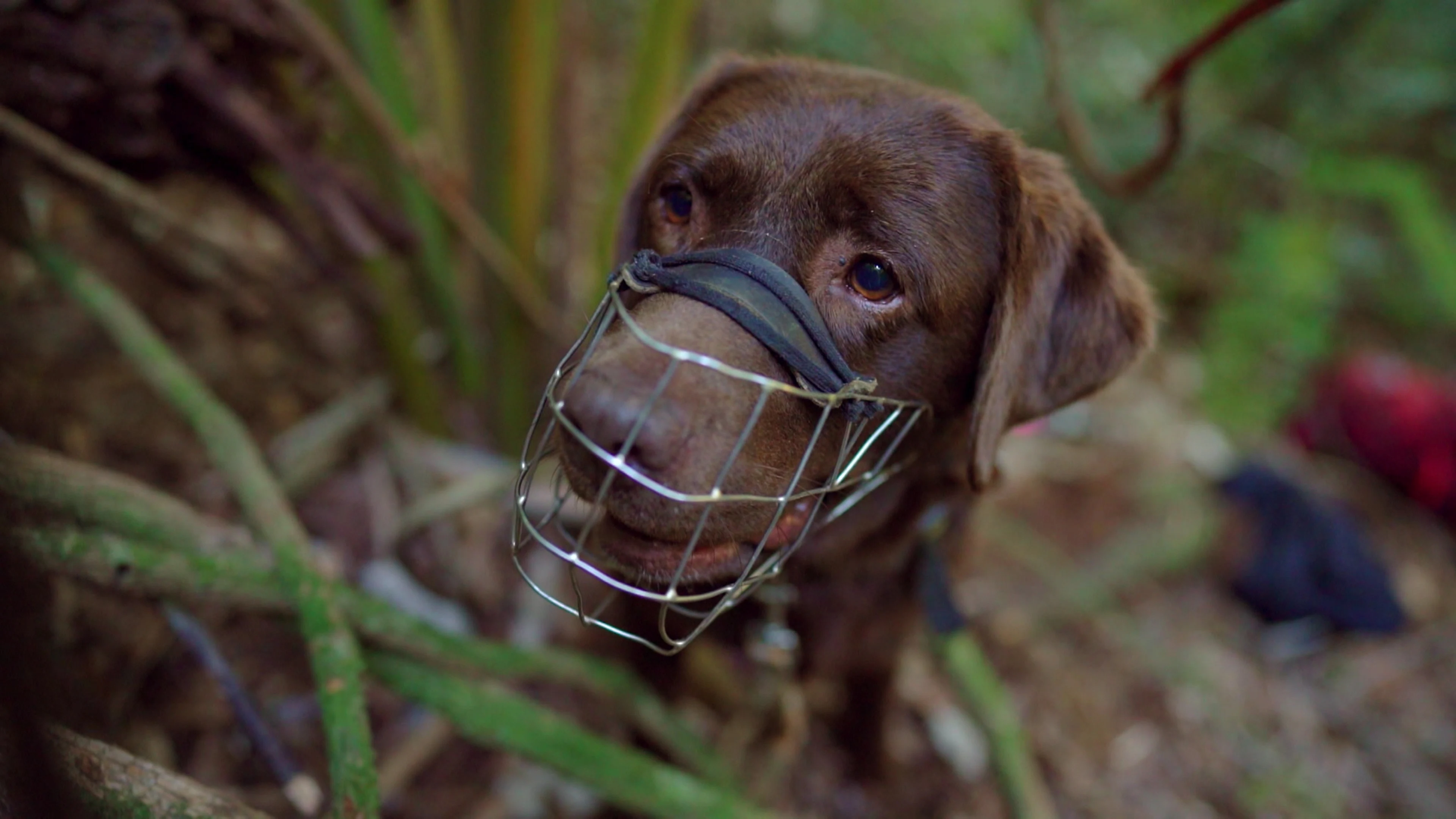Border Security: Dog Patrol