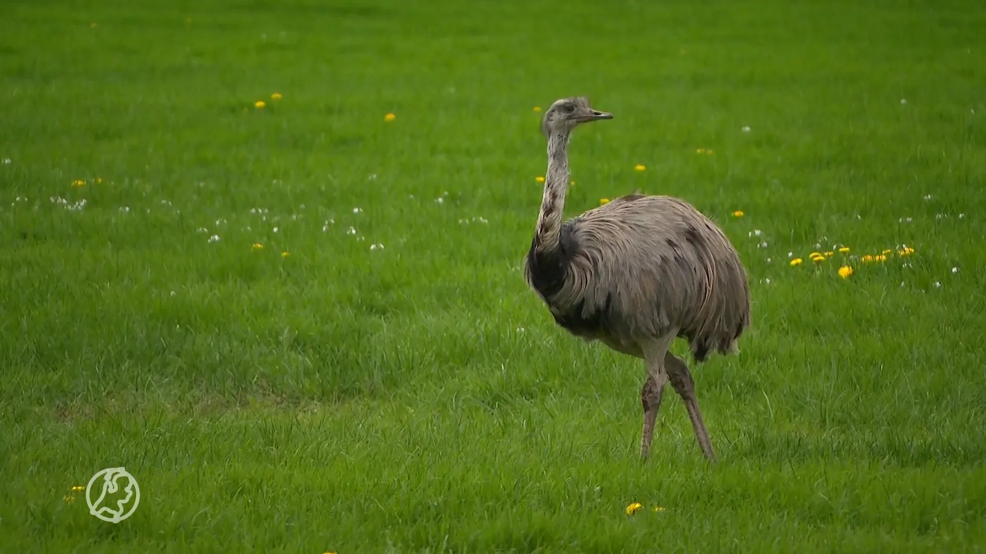 Gezocht: baasje van deze reuze-vogel