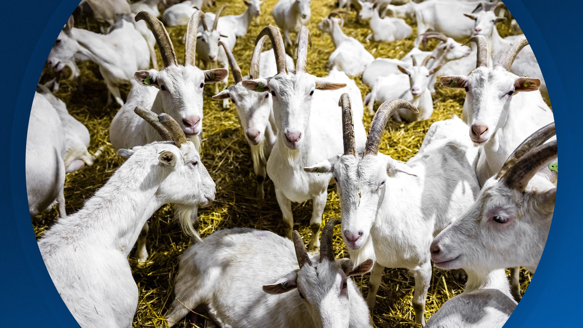 Seizoen 2025, aflevering 244