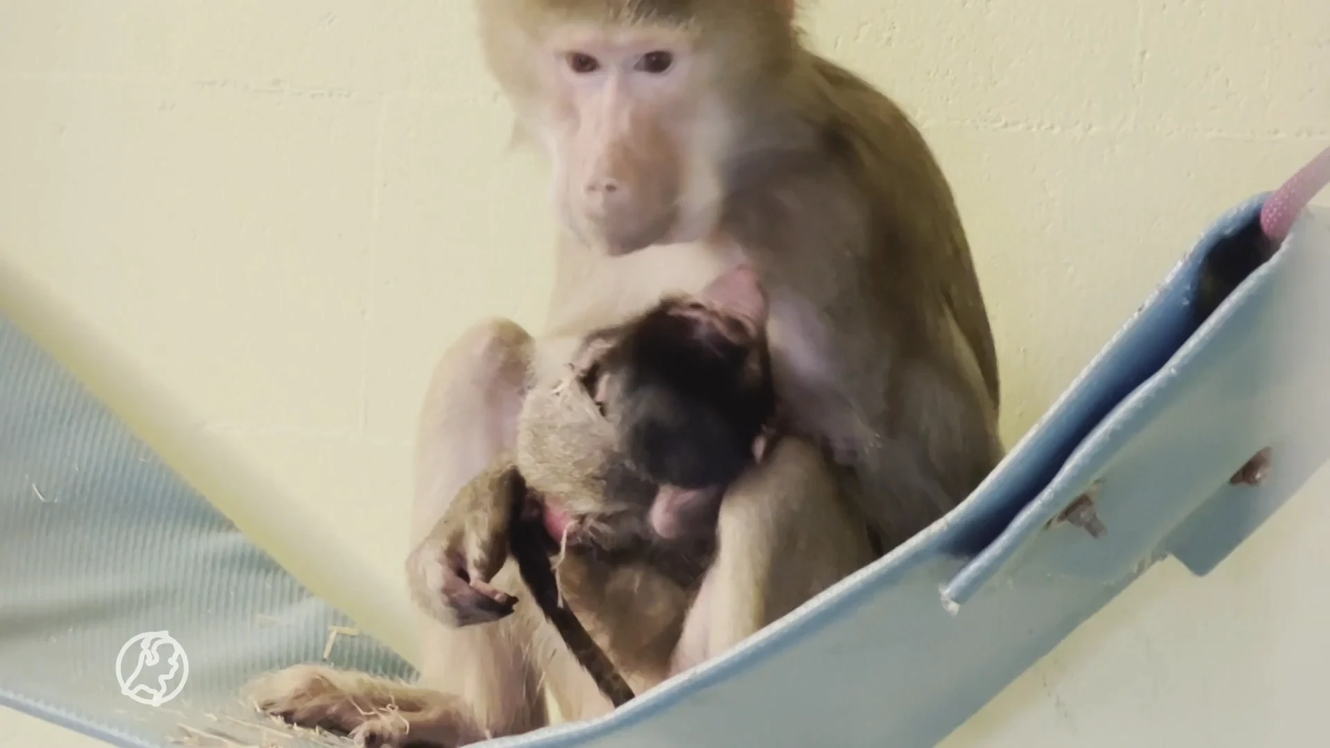 Europap-aap: Pasgeboren bavianenjong vernoemd naar Joost Klein