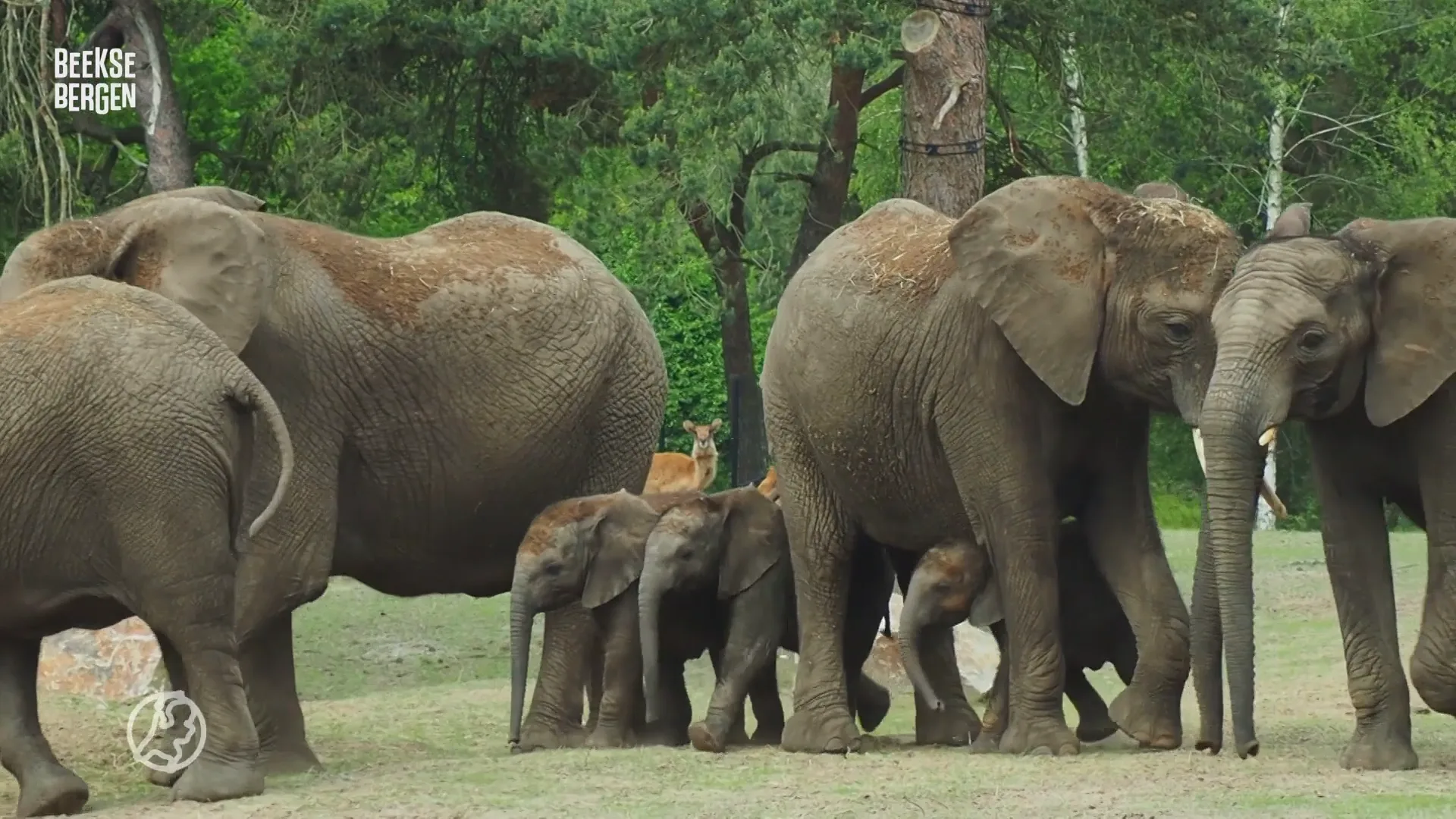 Schattig: Jonge olifantjes Beekse Bergen verkennen voor het eerst hun verblijf