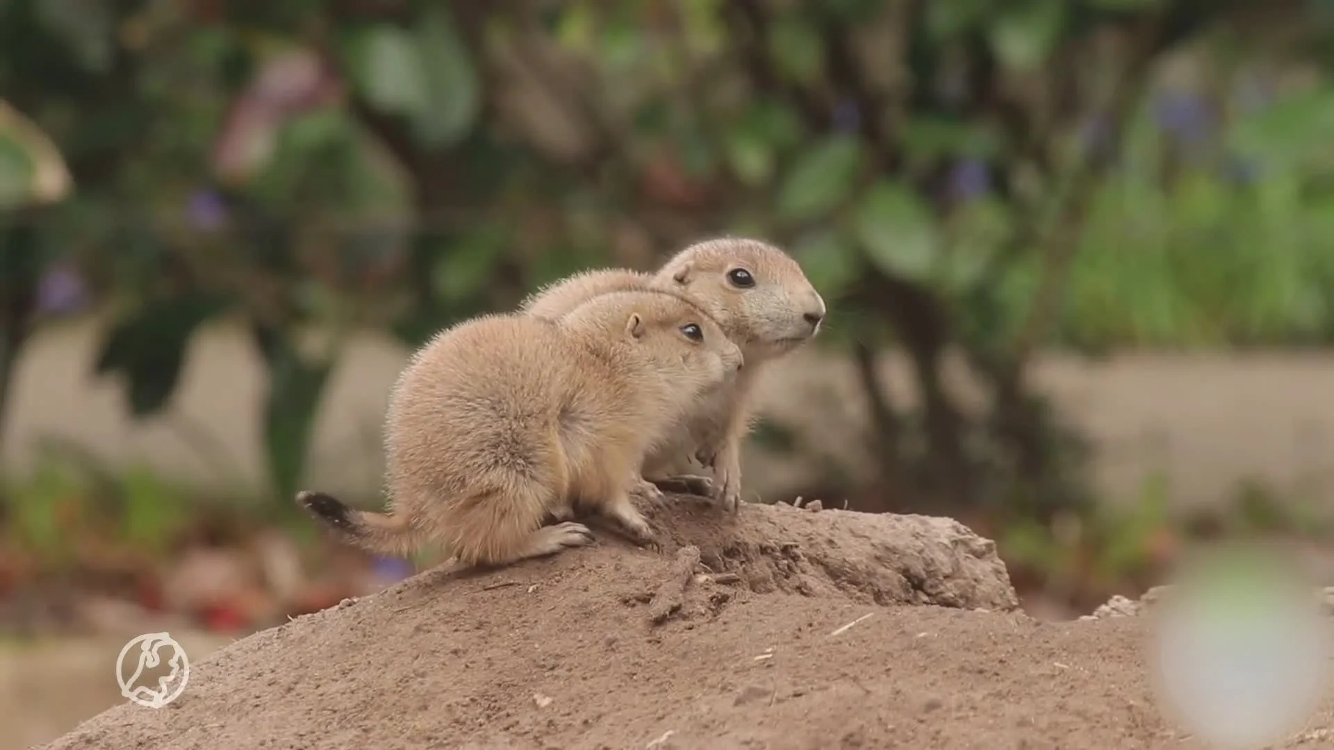 Prairiehondjes geboren in DierenPark Amersfoort, maar hoeveel is nog onduidelijk