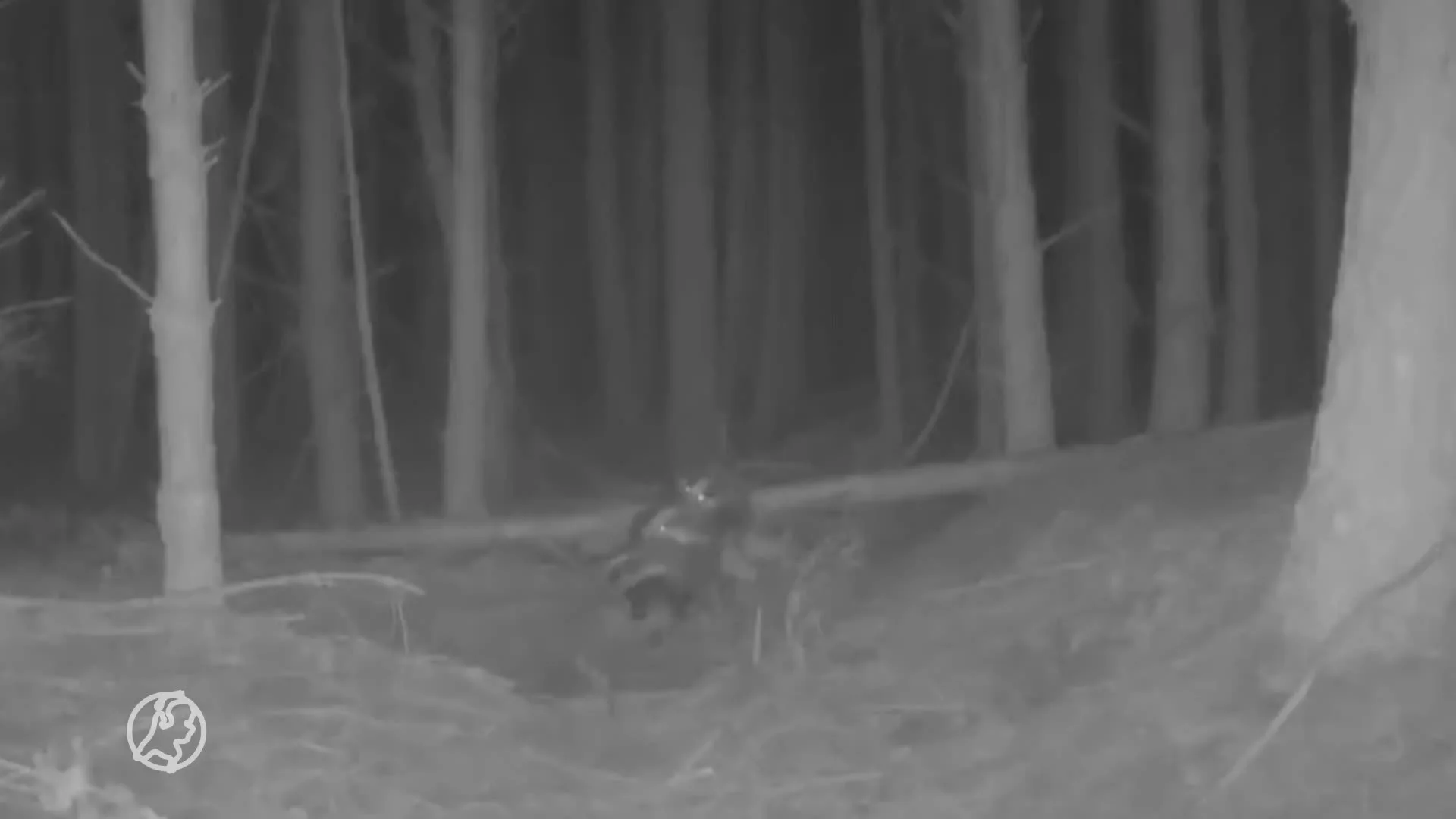 ZIEN: Dassen hebben trio diep in de Drentse bossen