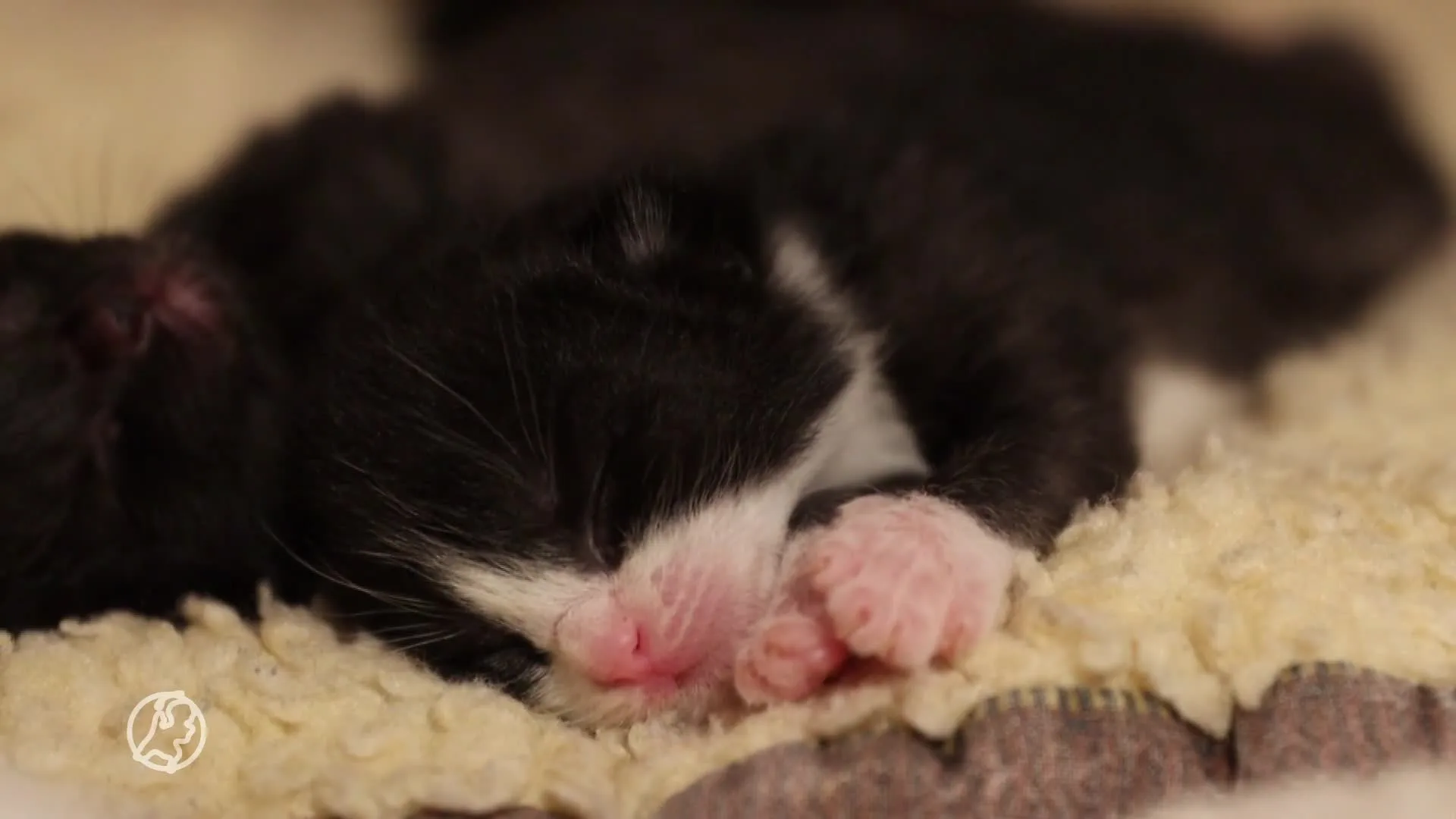 Gedumpte moederpoes herenigd met eerder gedumpte kittens