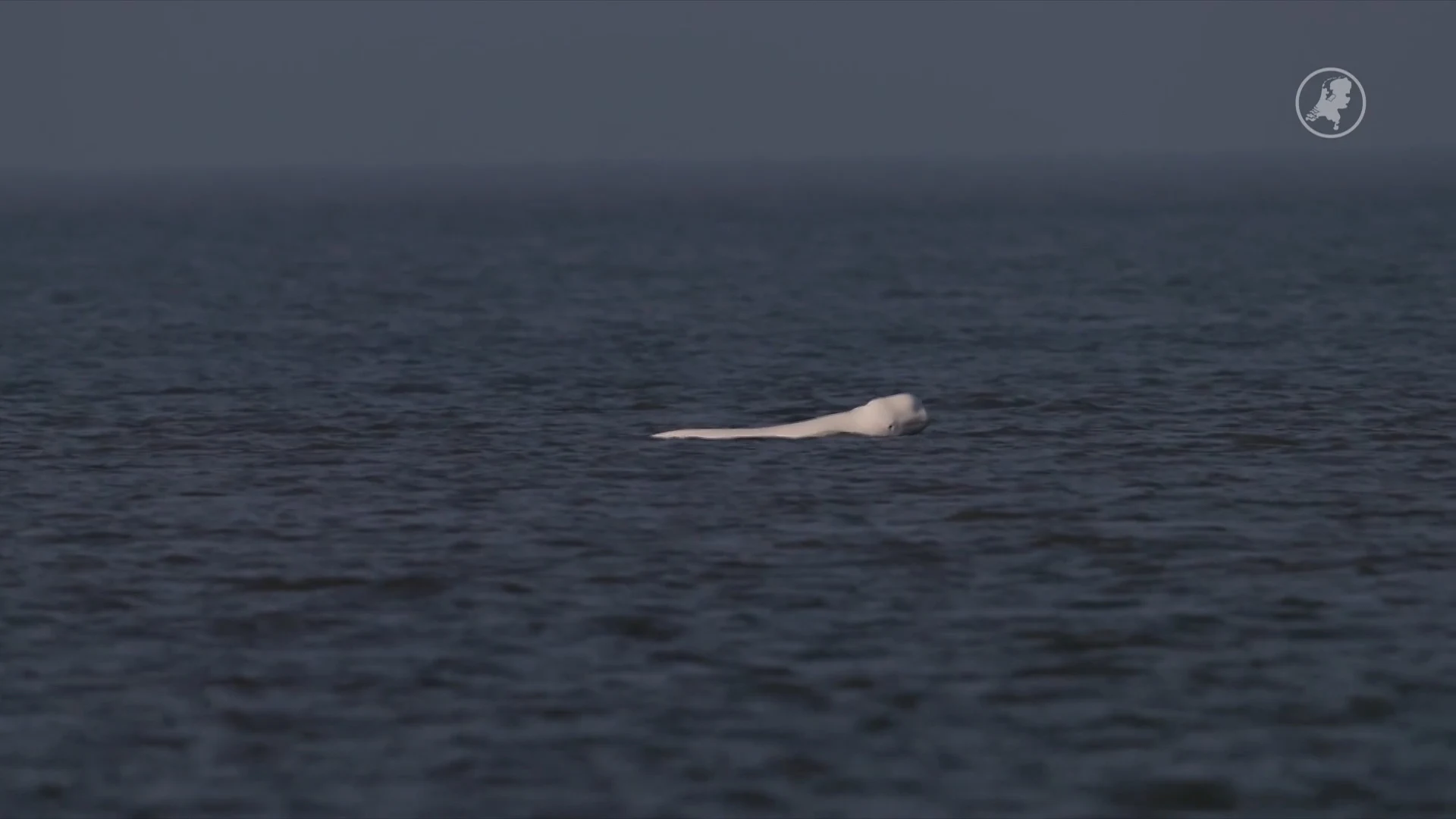 Spotters en fotografen weer massaal naar de kust voor een beloega