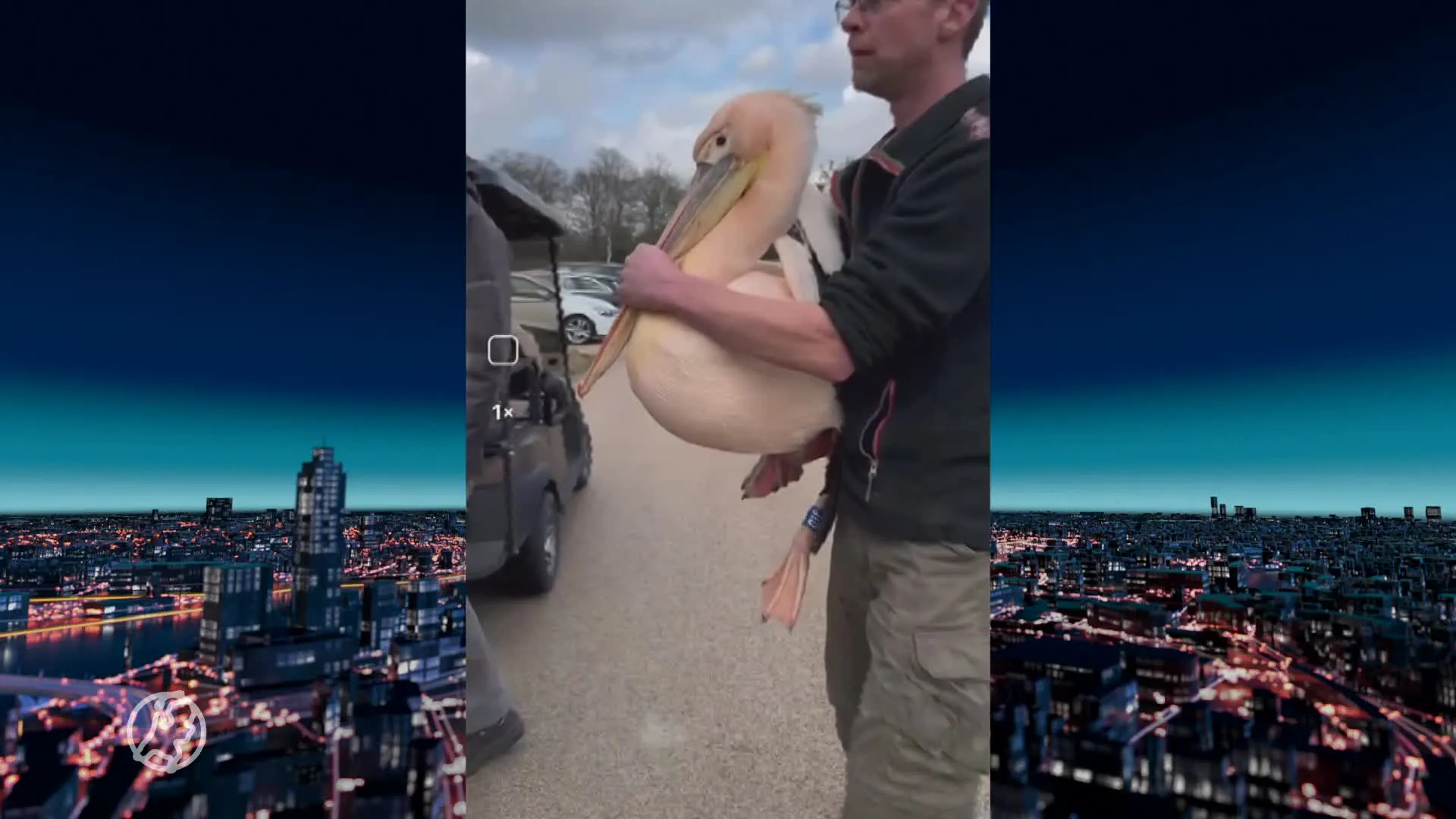 Verdwaalde pelikaan na twee weken gevangen: 'Gewacht tot hij in slaap was gekukeld'