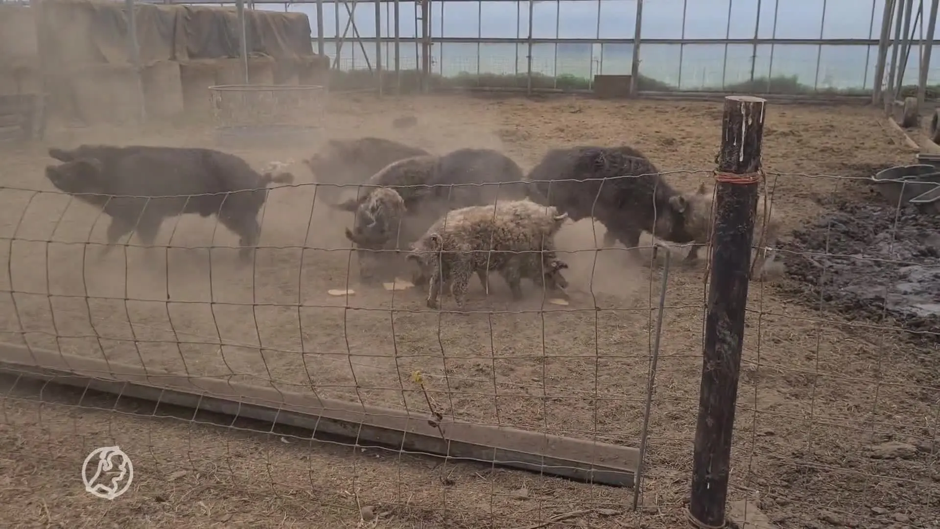 NVWA stopt Zuid-Hollandse dierenhouder vanwege belabberde verzorging