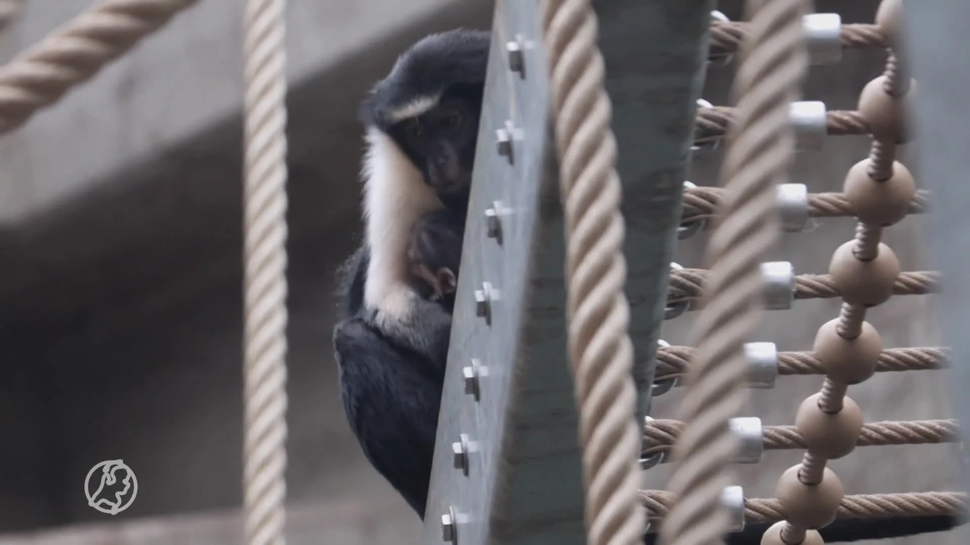 In het wild bedreigd aapje geboren in Artis