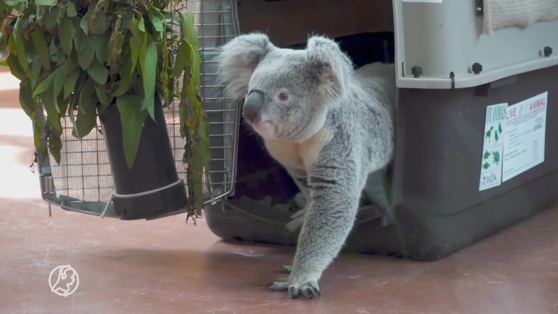Unieke beelden: eerste koala's ooit landen in Nederland